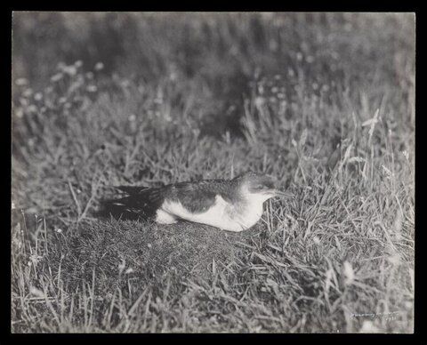 Seabird Resting in Tall Grass