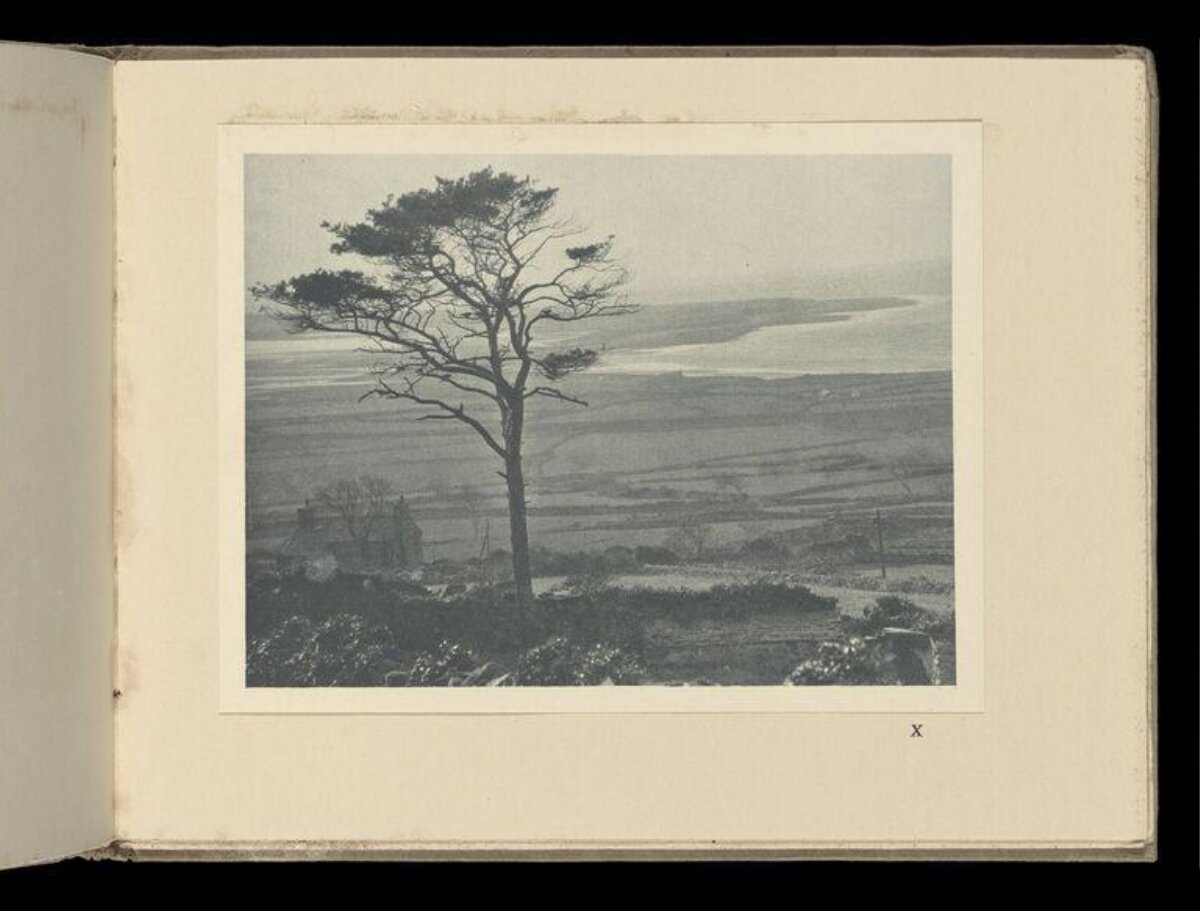 Lone Pine Overlooking Coastal Estuary