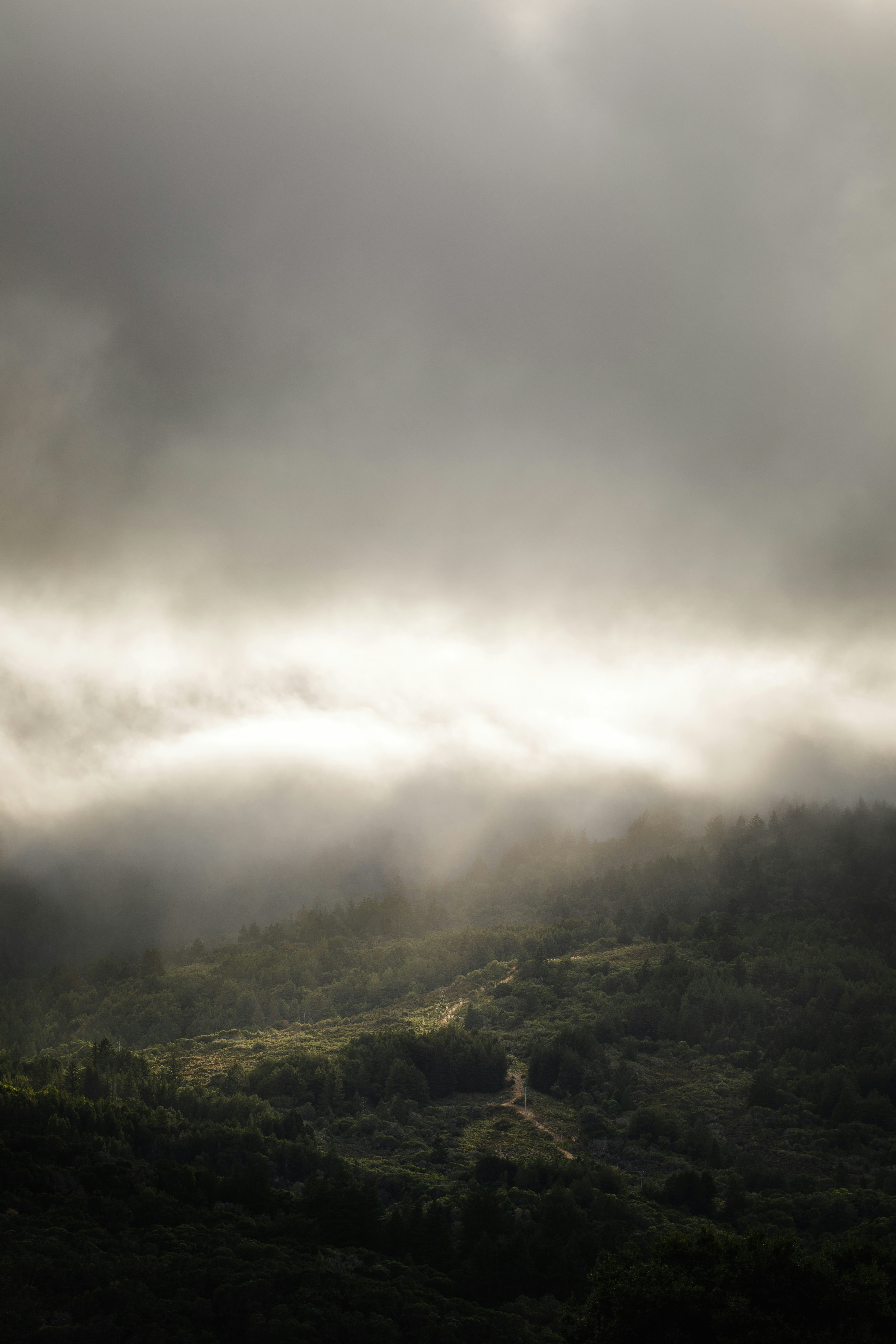 Misty Mountain Forest Landscape