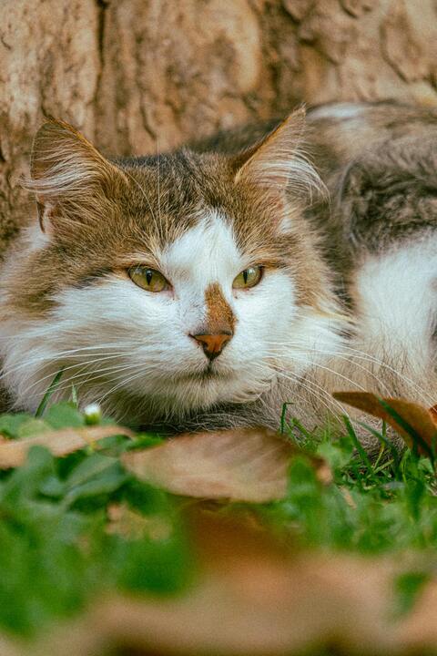Fluffy Brown and White Cat Resting Outdoors