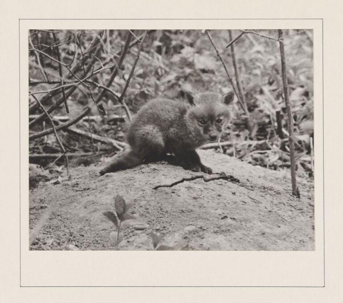 Young Fox Cub on Dirt Mound