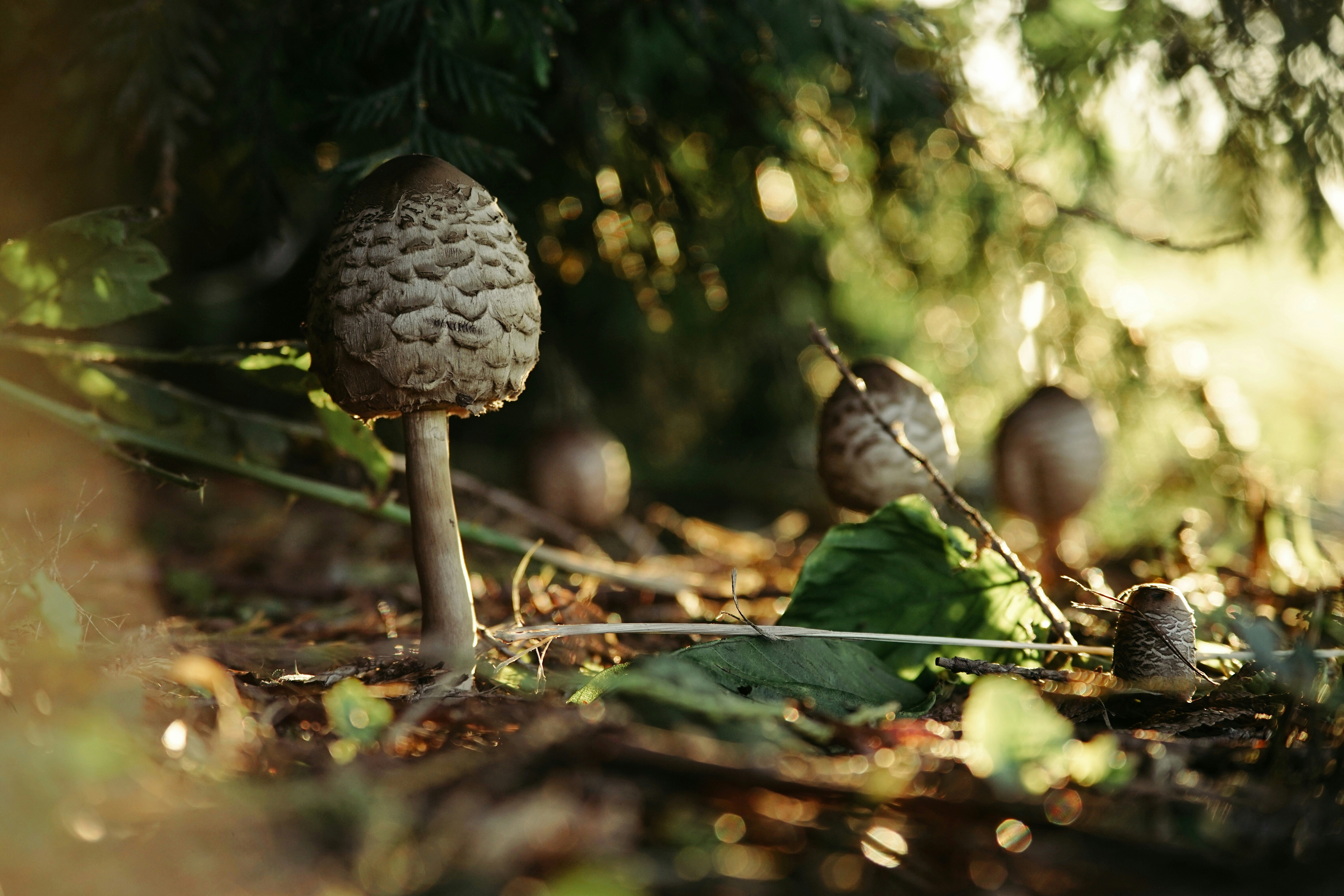 Wild Mushrooms on Forest Floor
