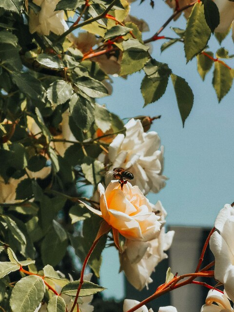 Bee on White Garden Rose