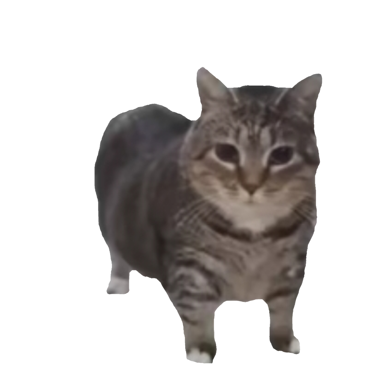 Chubby Tabby Cat on Black Background