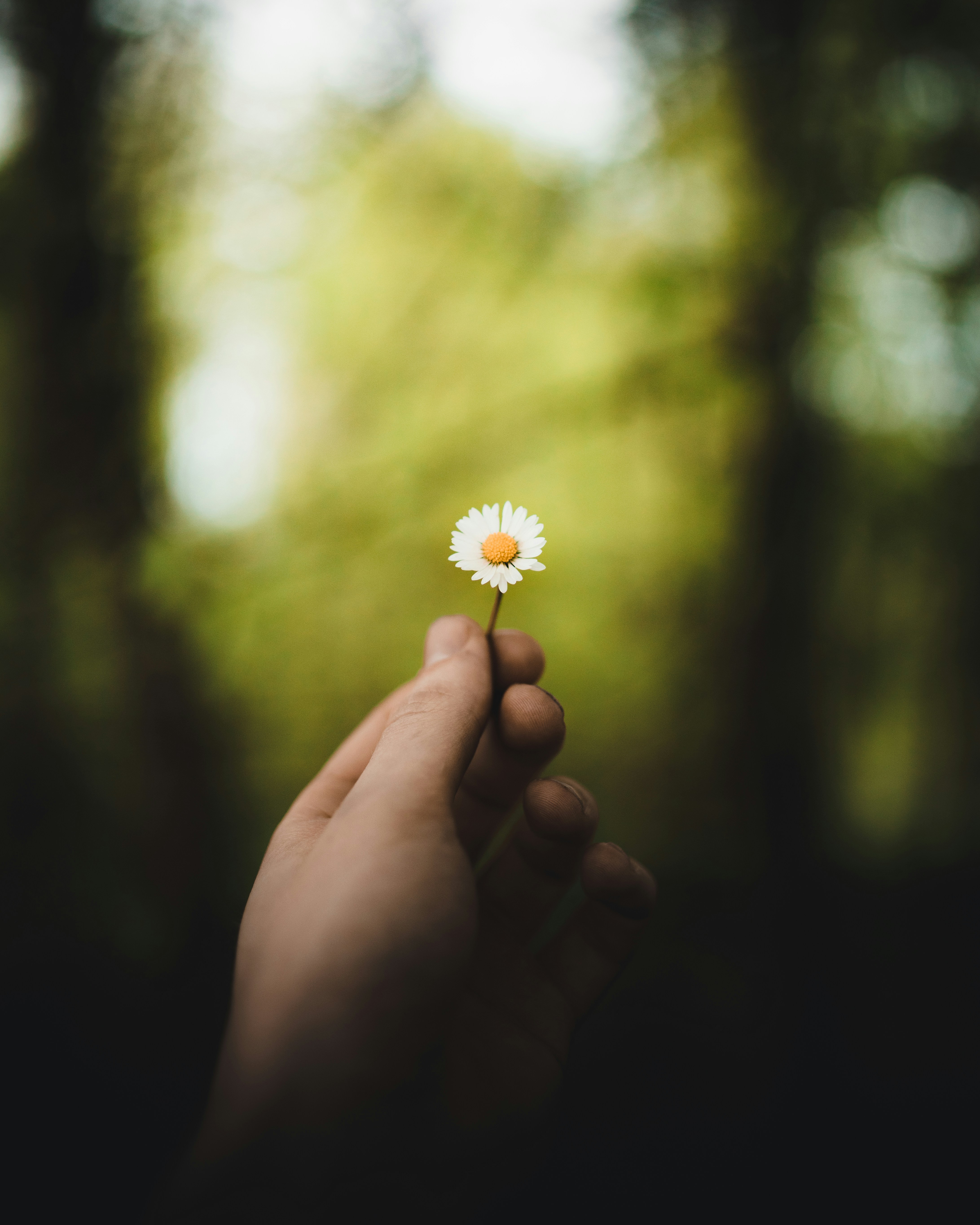 Hand Holding a Daisy