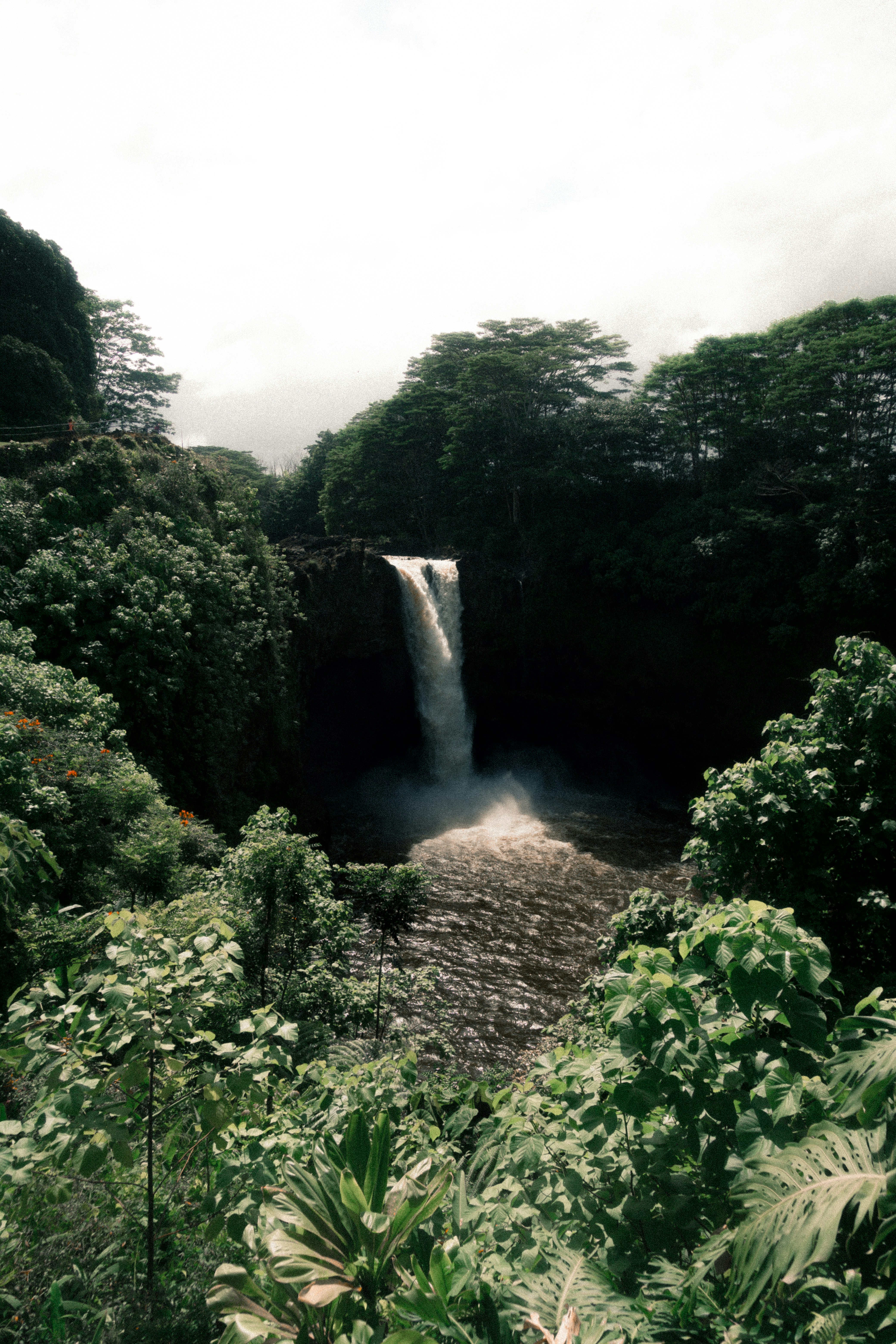 Rainforest Waterfall View