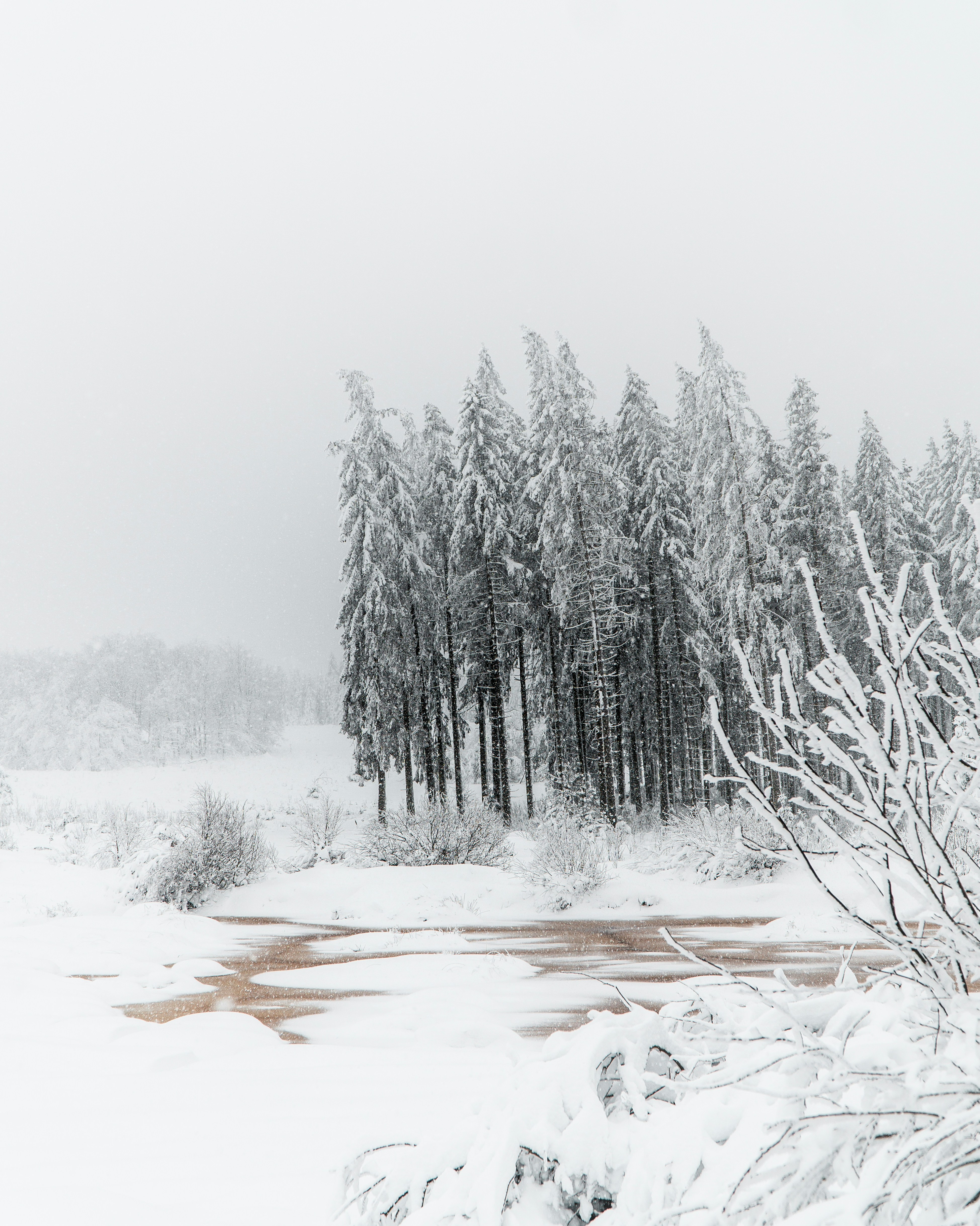 Snowy Winter Forest by Stream