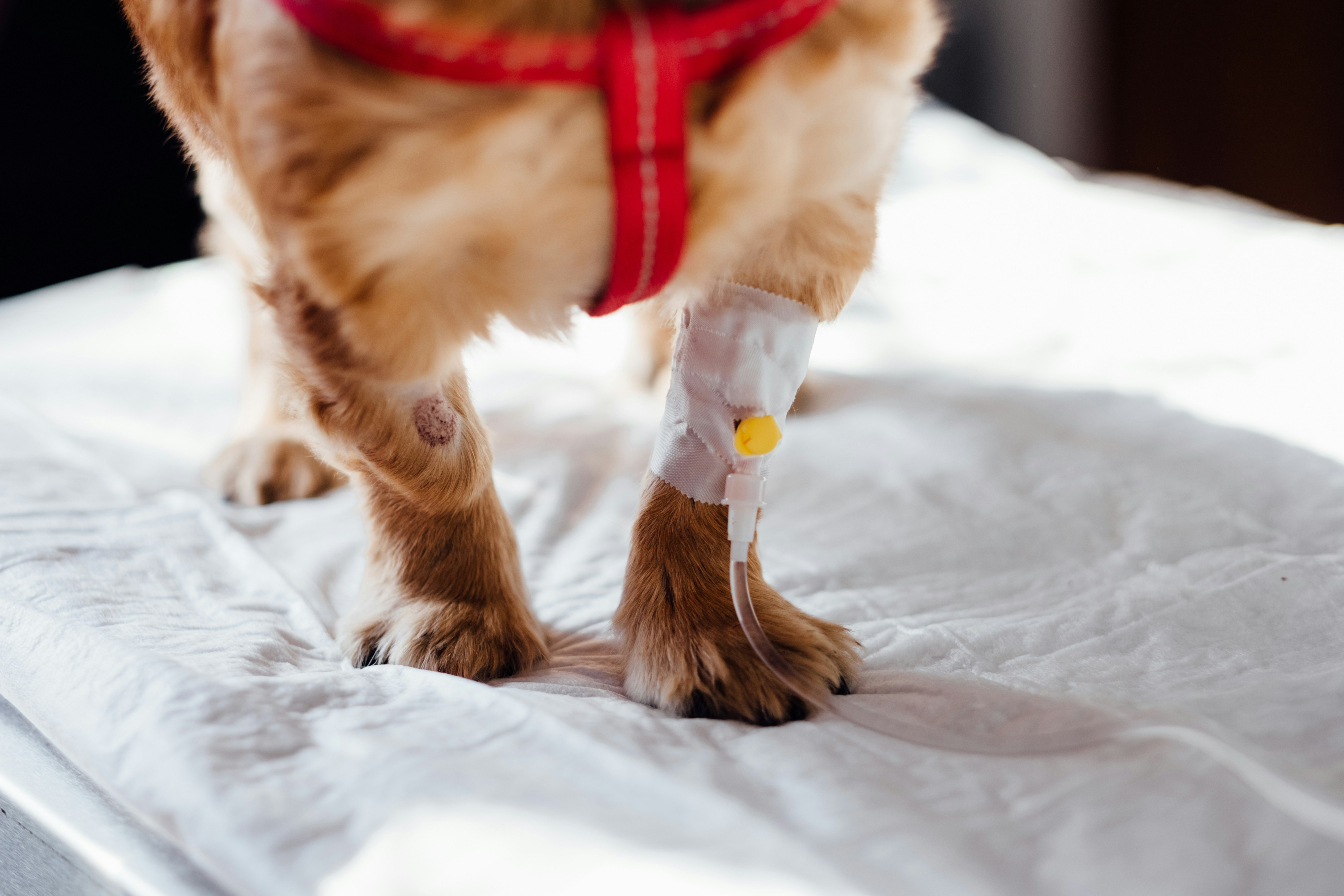 Sick Dog Receiving Intravenous Treatment