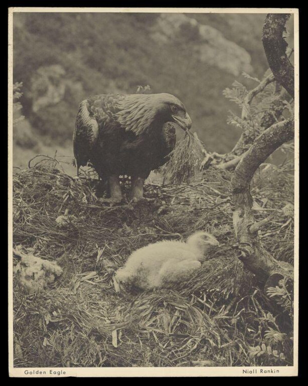 Golden Eagle with Chick in Nest