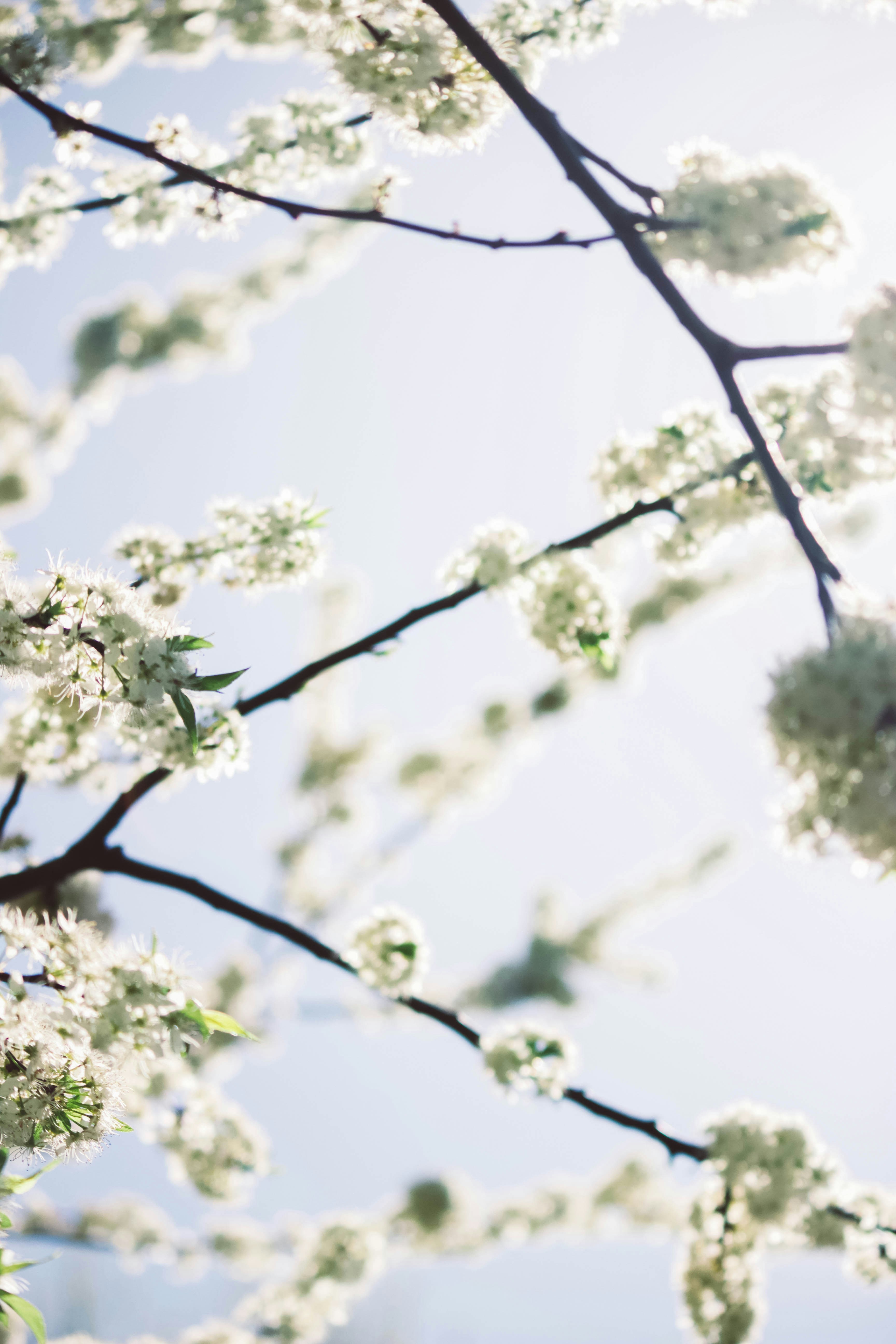 White Tree Blossoms Against Blue Sky