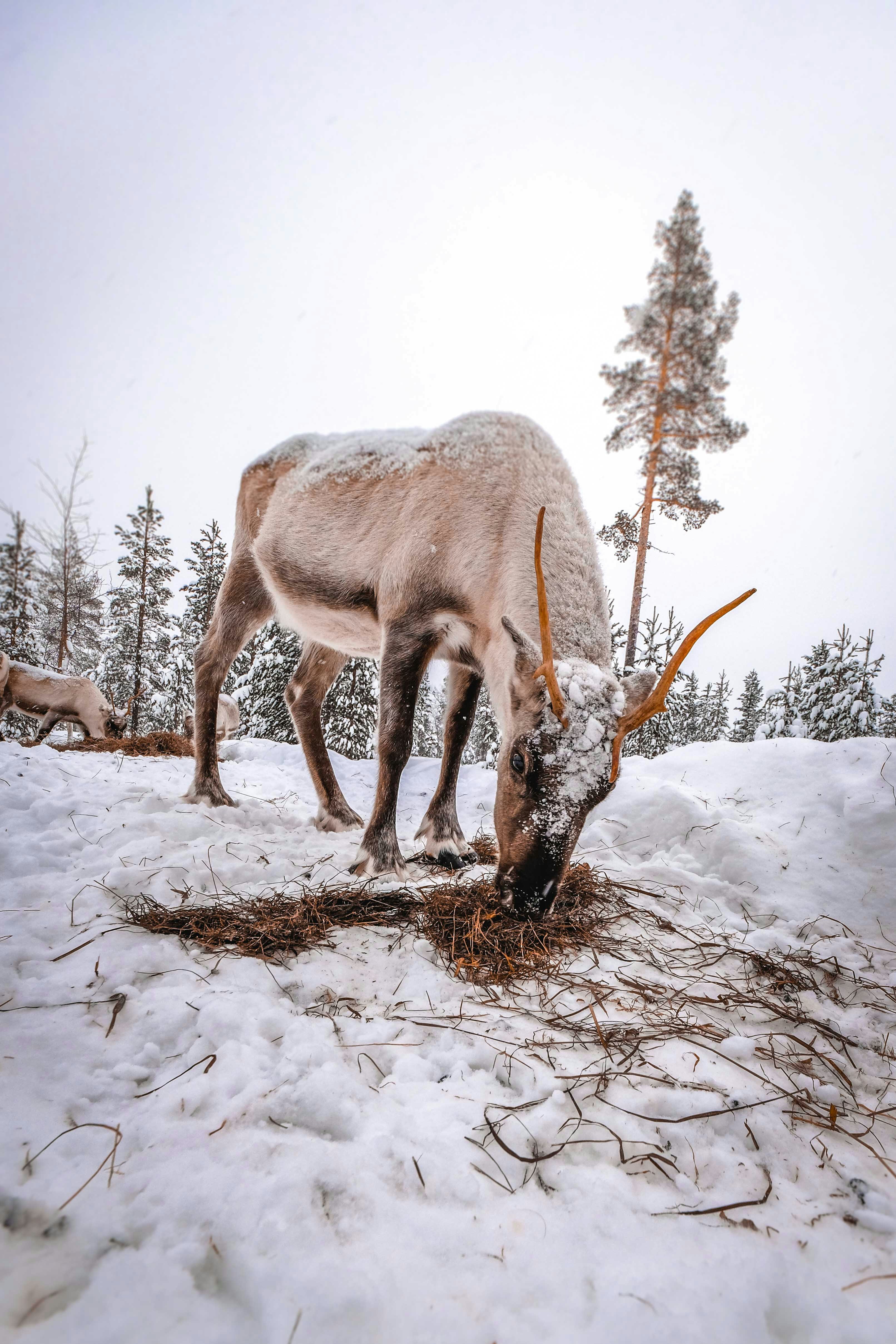 Reindeer Foraging on Snowy Ground