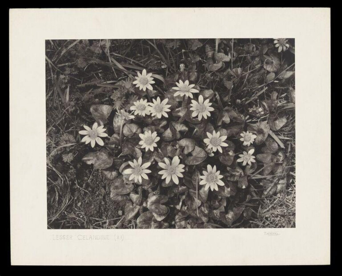 Monochrome Lesser Celandine Flowers