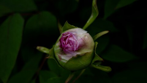 Pink Peony Flower Bud