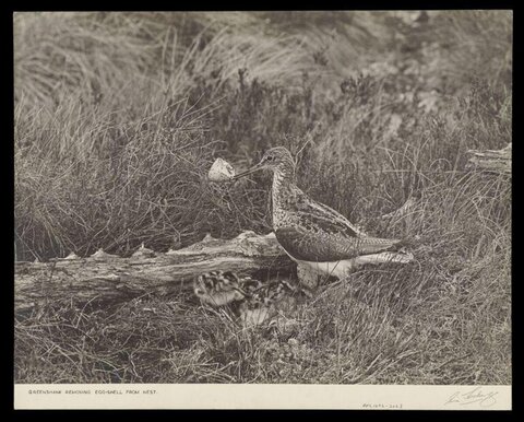 Greenshank Removing Eggshell From Nest