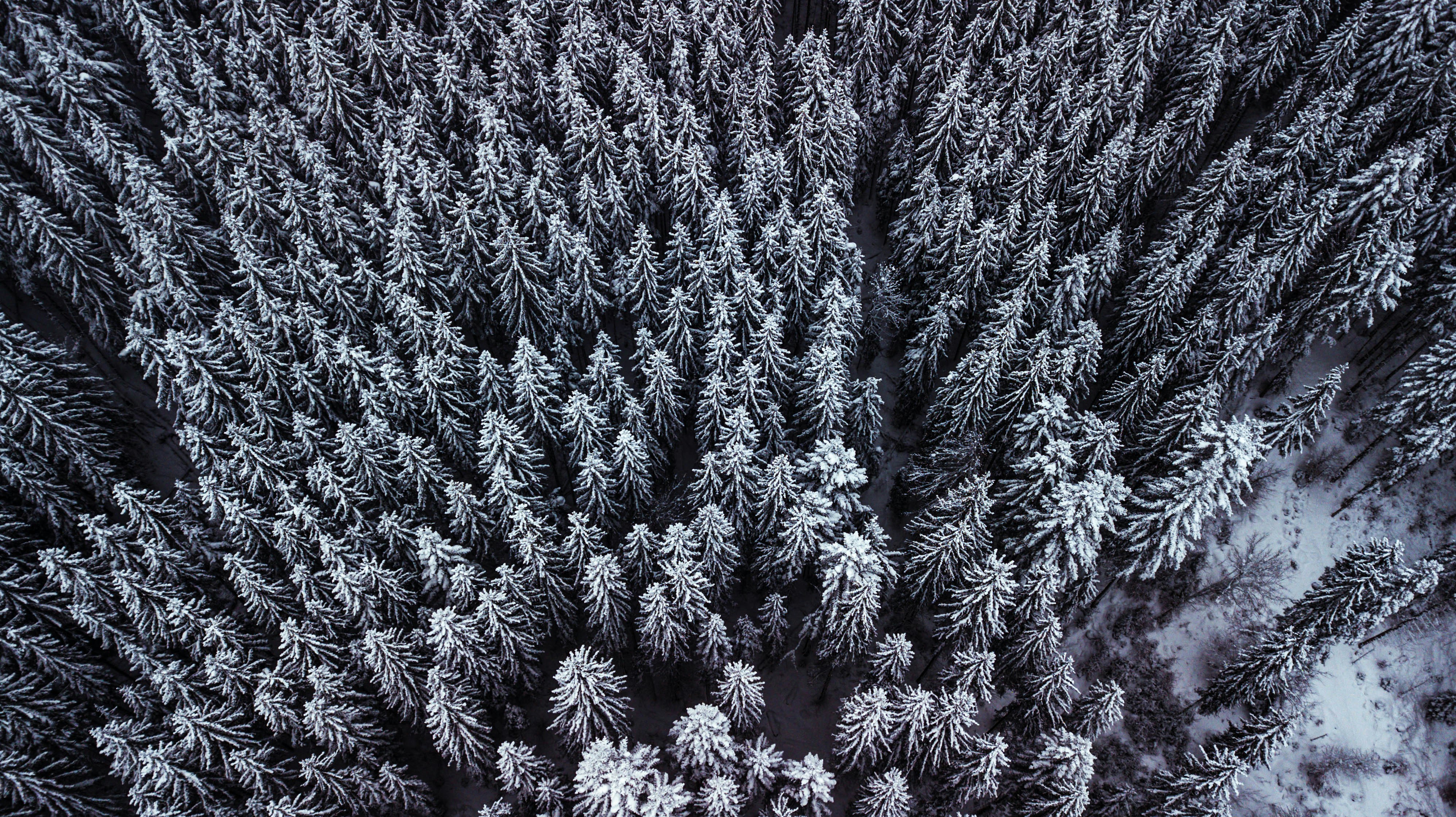 Aerial View of Snow-covered Forest