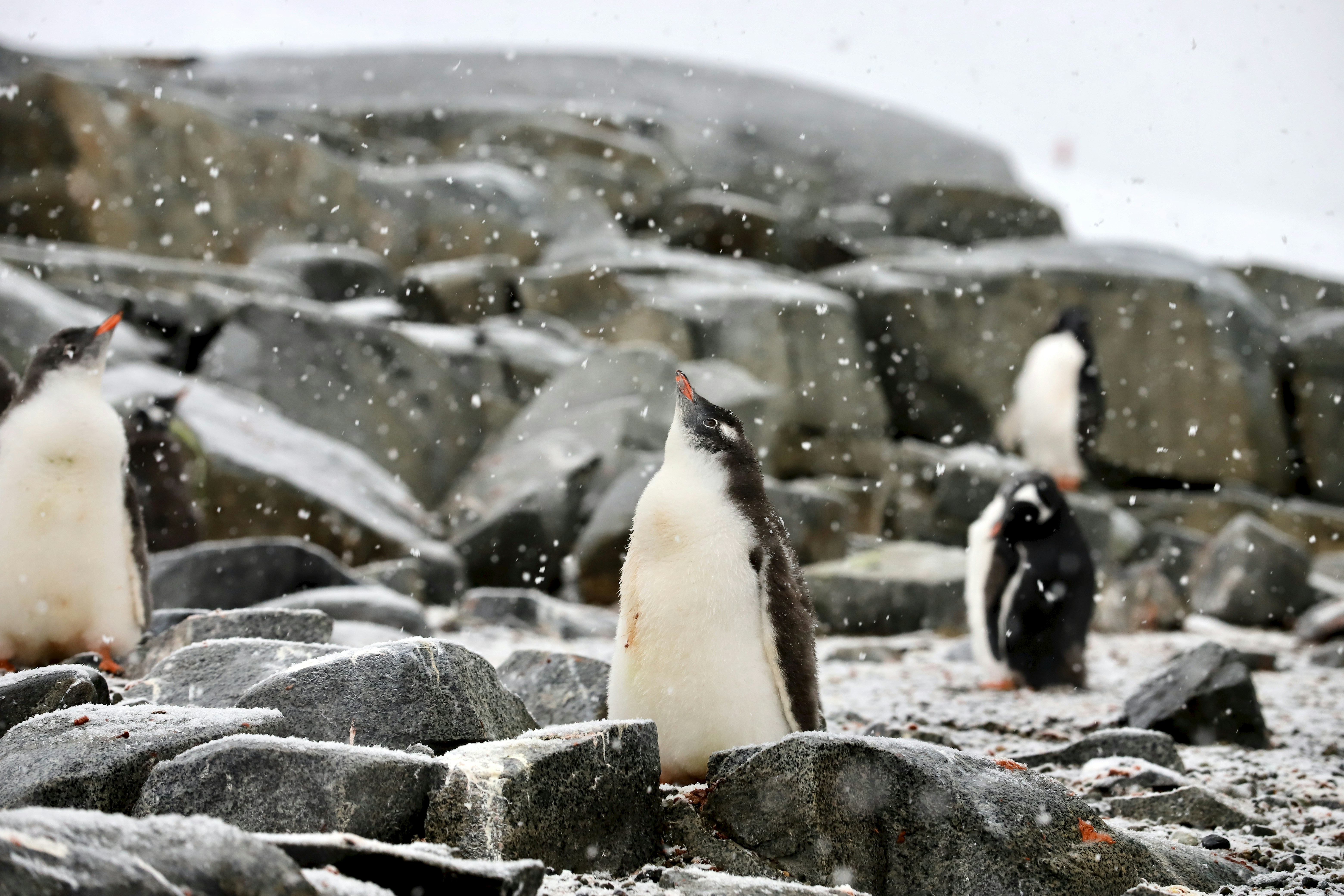 Penguins in snowy Antarctic rocky terrain