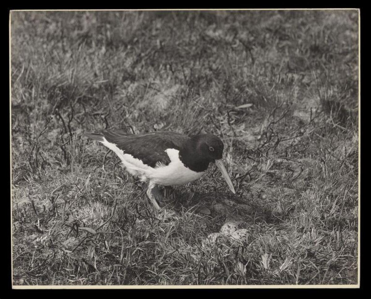 Oystercatcher Guarding Nest With Eggs