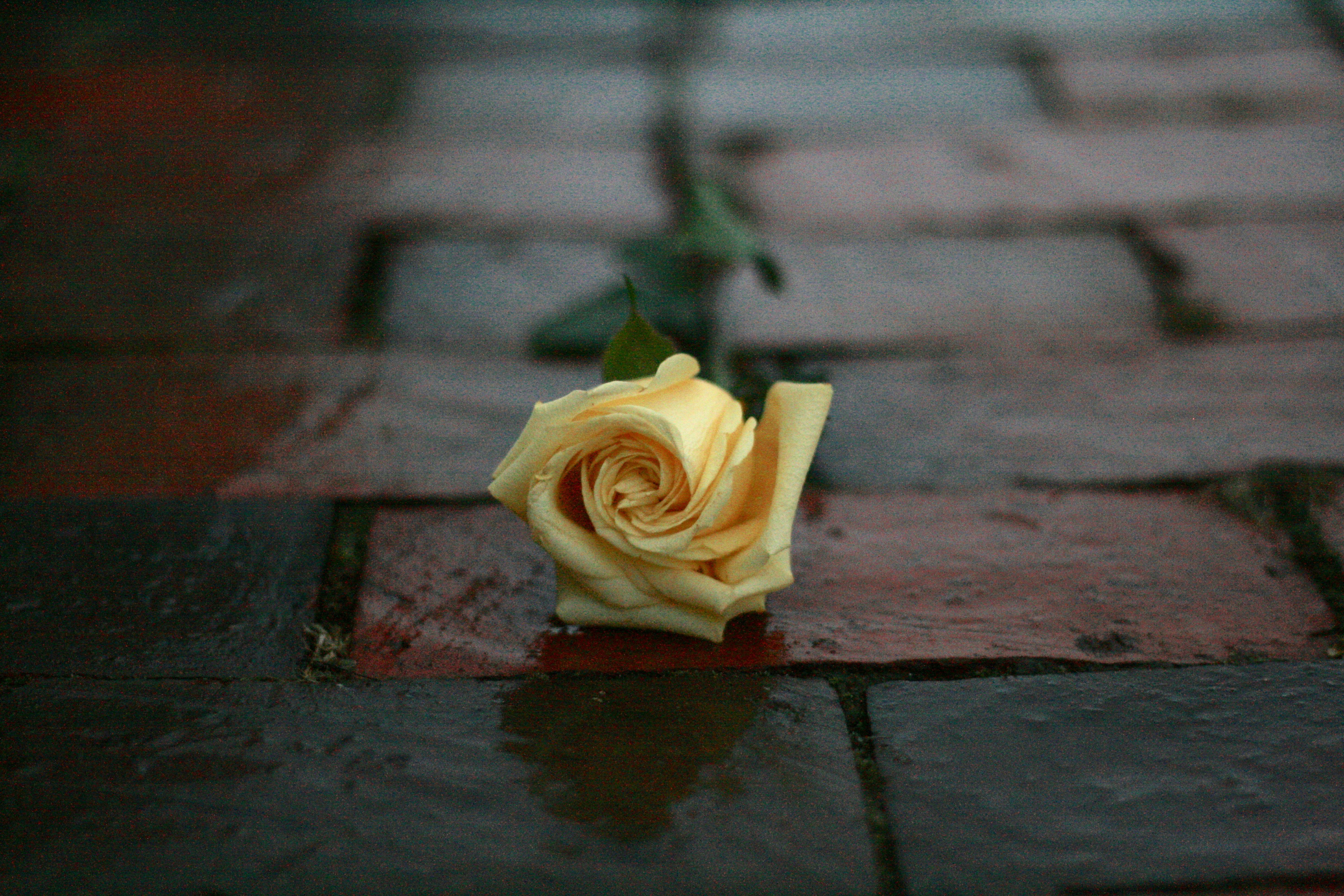 Yellow Rose on Wet Pavement