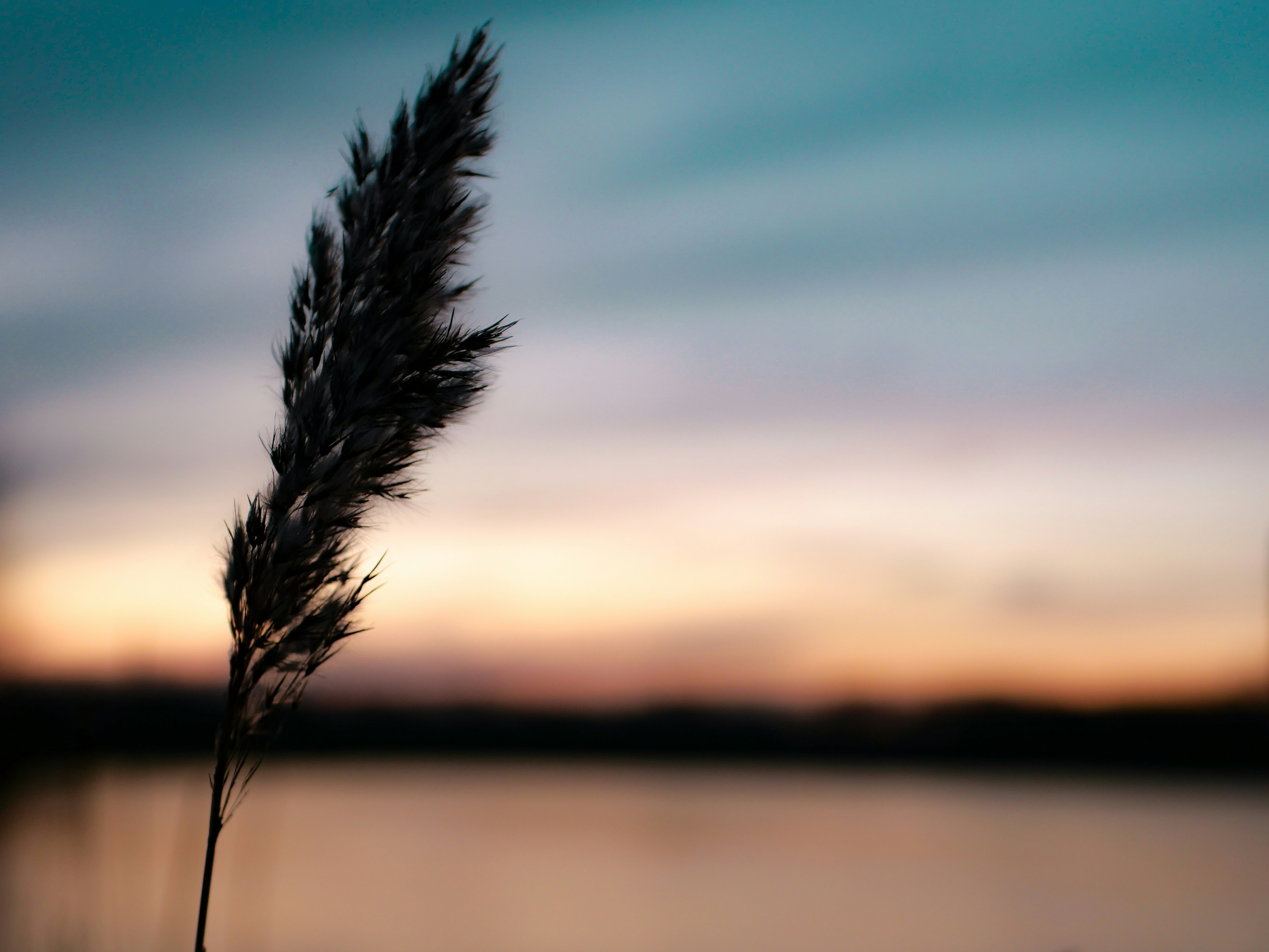 Reed Silhouette by Lake at Sunset