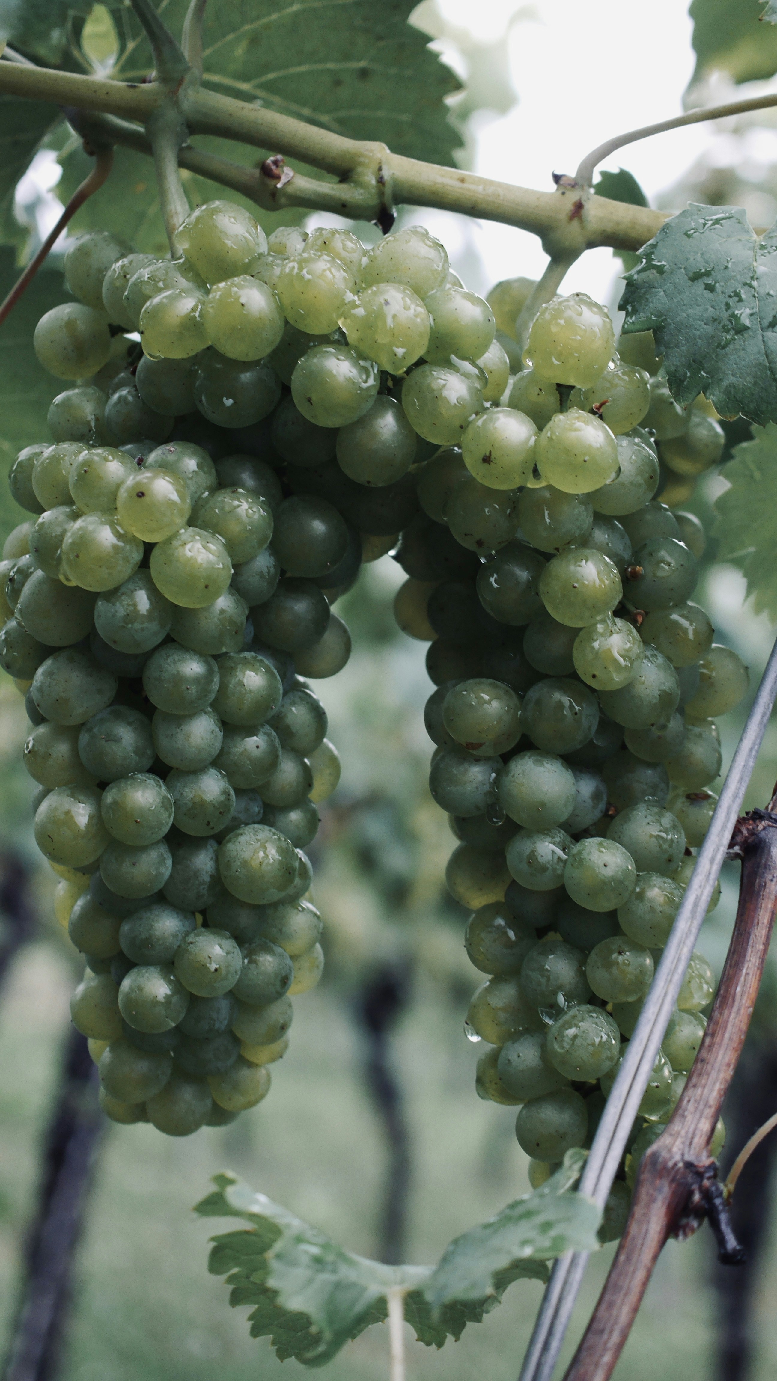 Two Clusters of Green Grapes on Vine