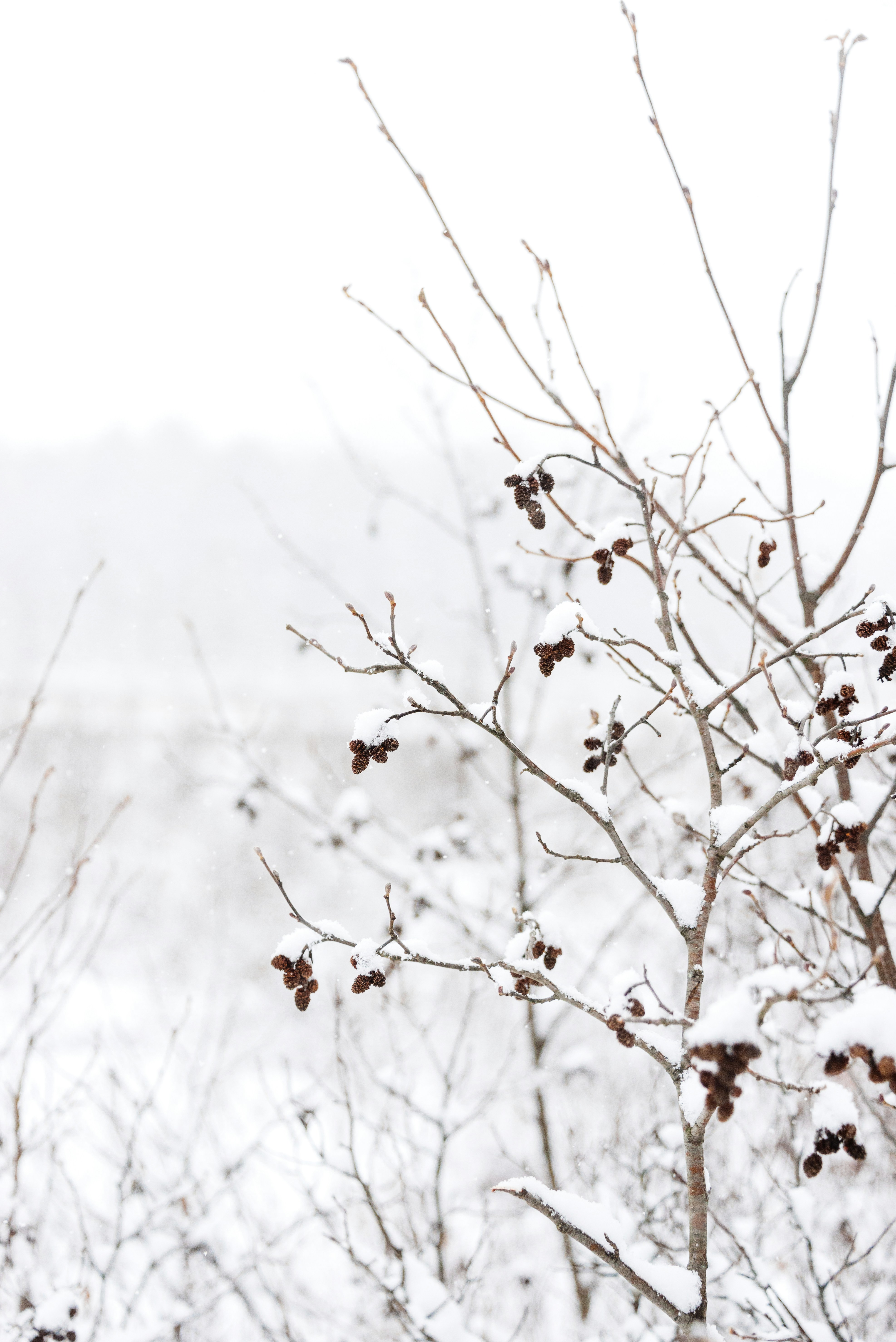 Snow-covered Branches in Winter