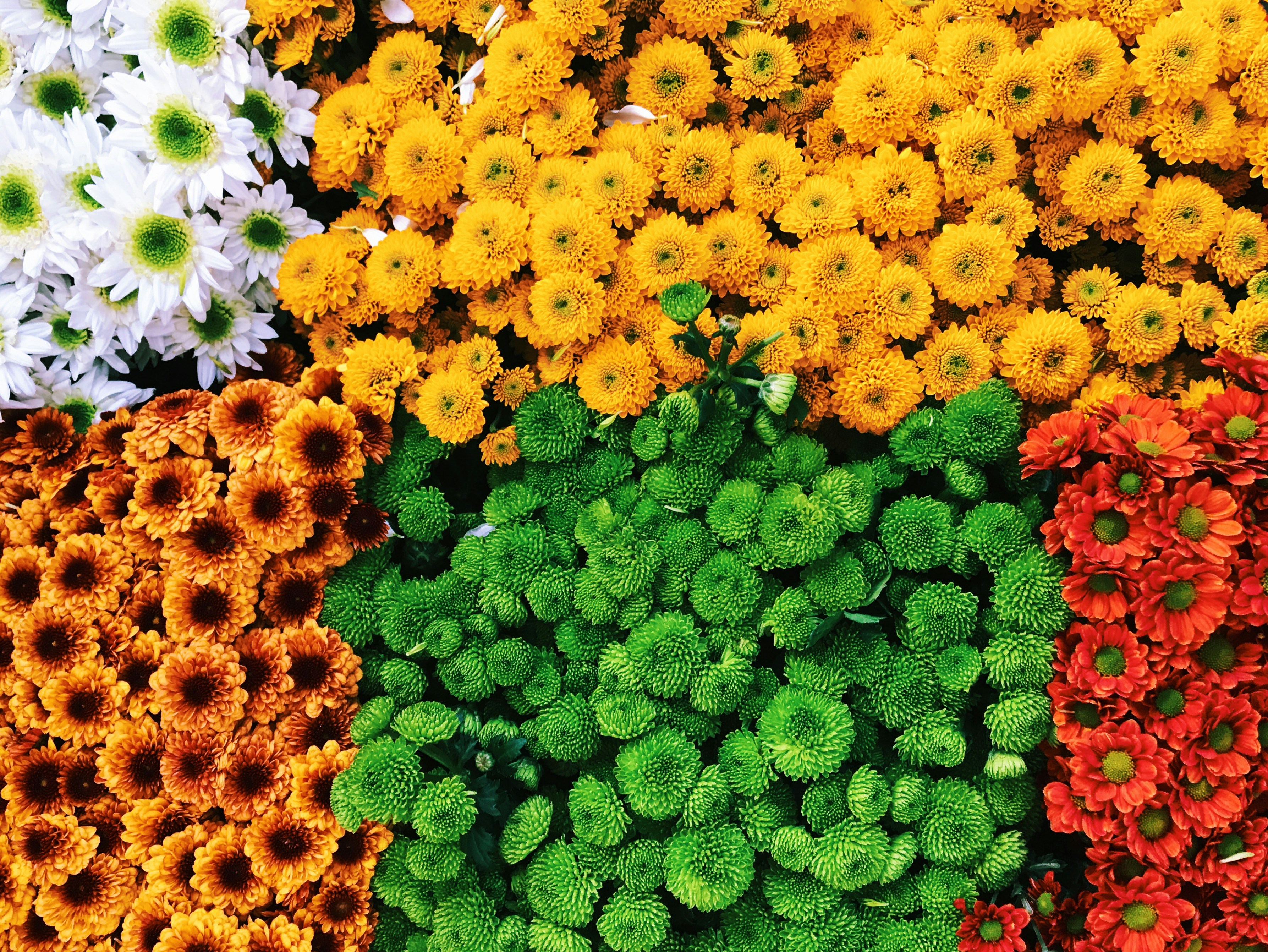 Colorful Arranged Chrysanthemums