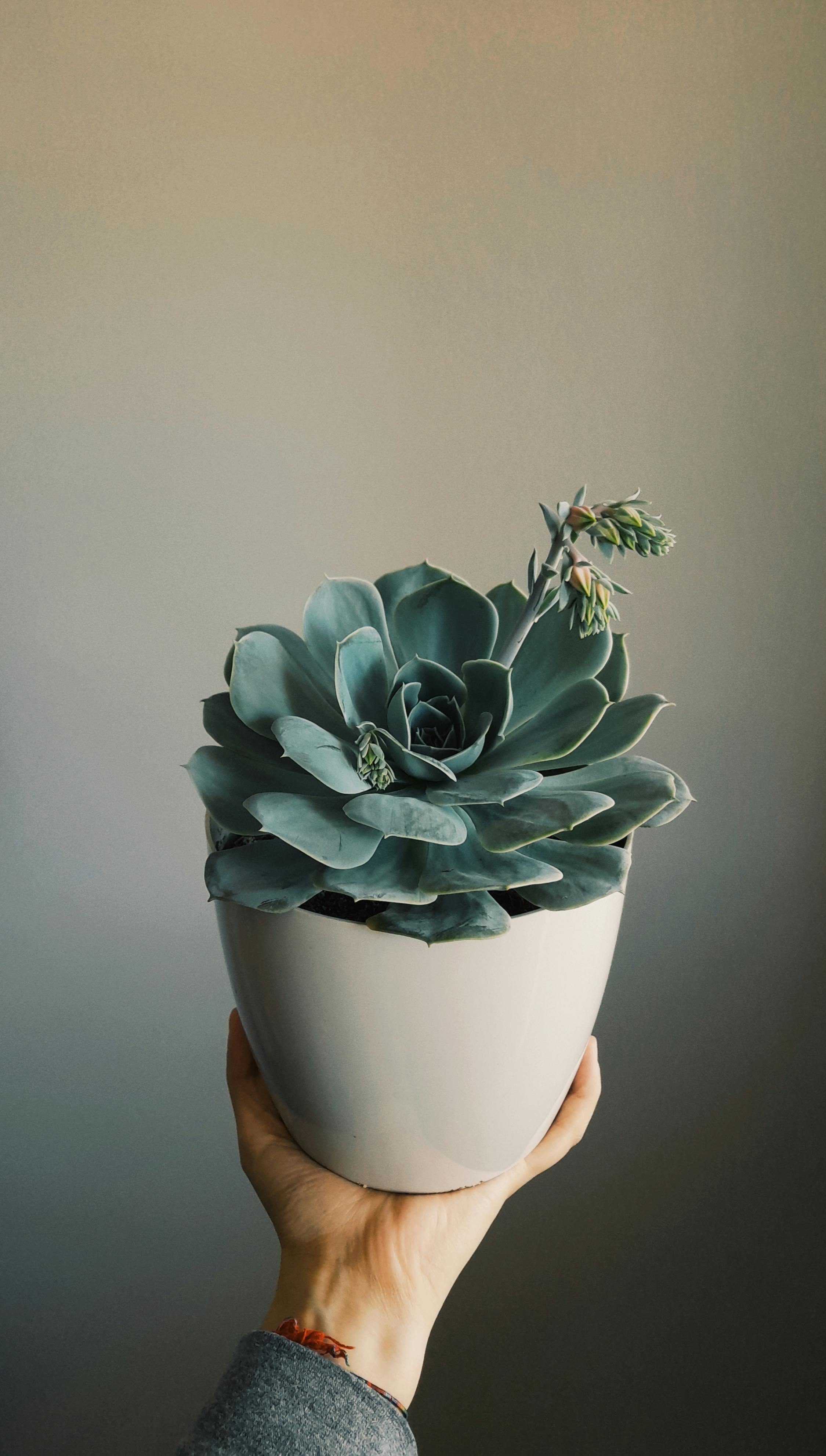 Hand Holding Potted Blue Succulent