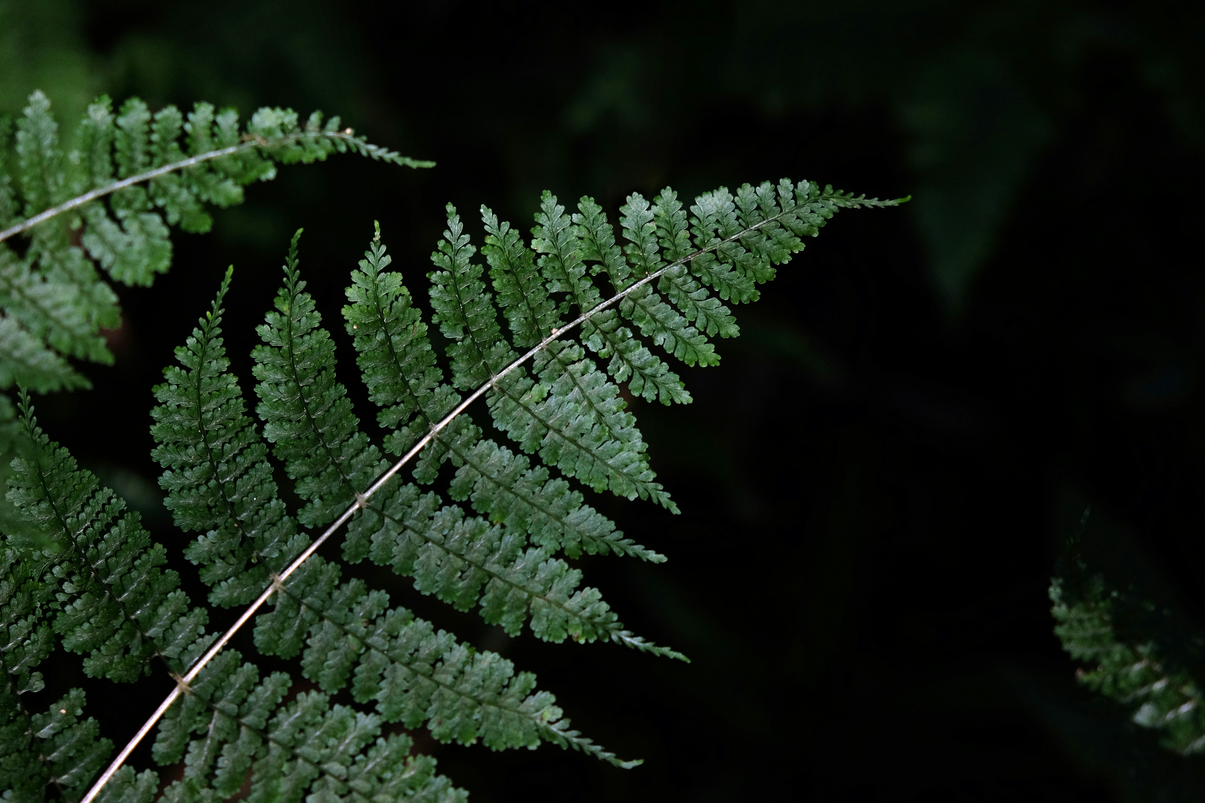 Green Fern Leaf on Dark Background