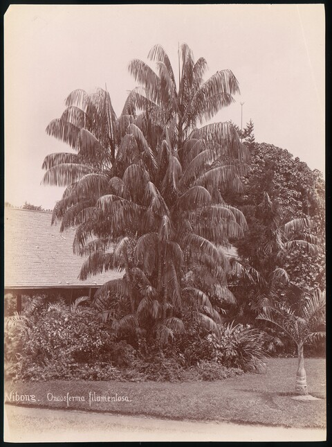 Vintage Nibong Palm Trees Photo