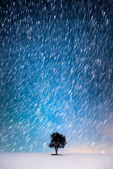 Lone Tree Under Star Trails on Snow