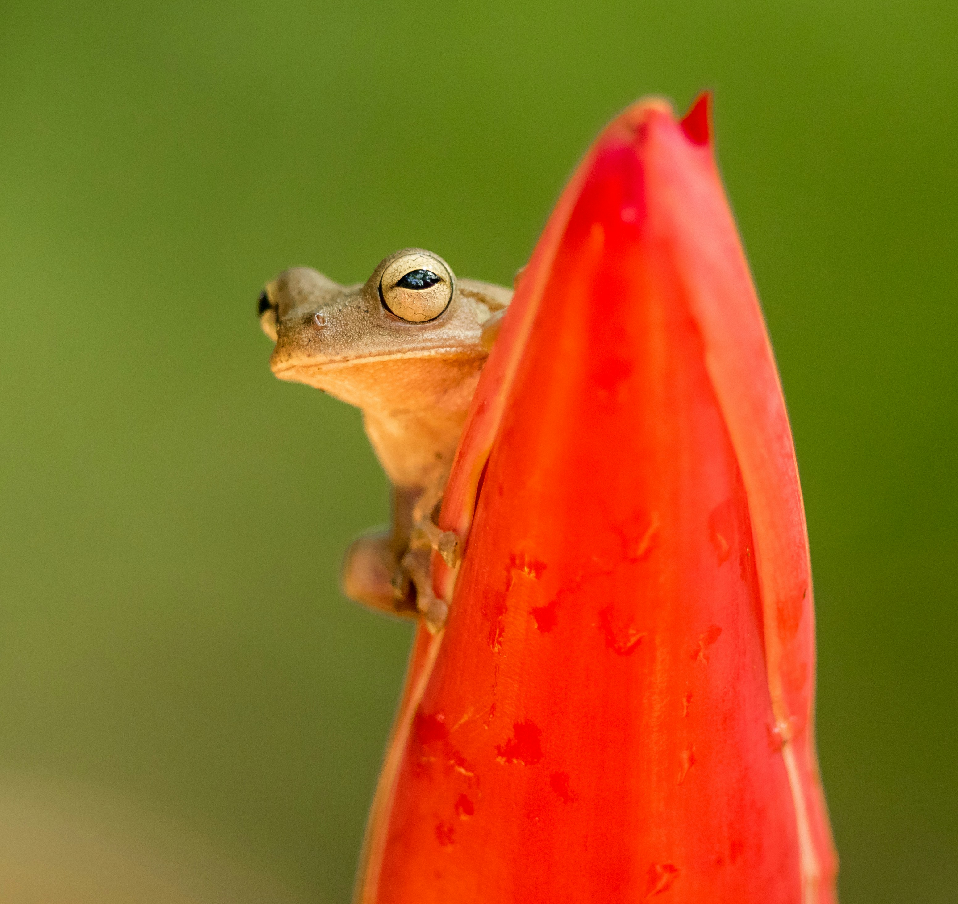 Tree Frog Peeking Behind Red Bud