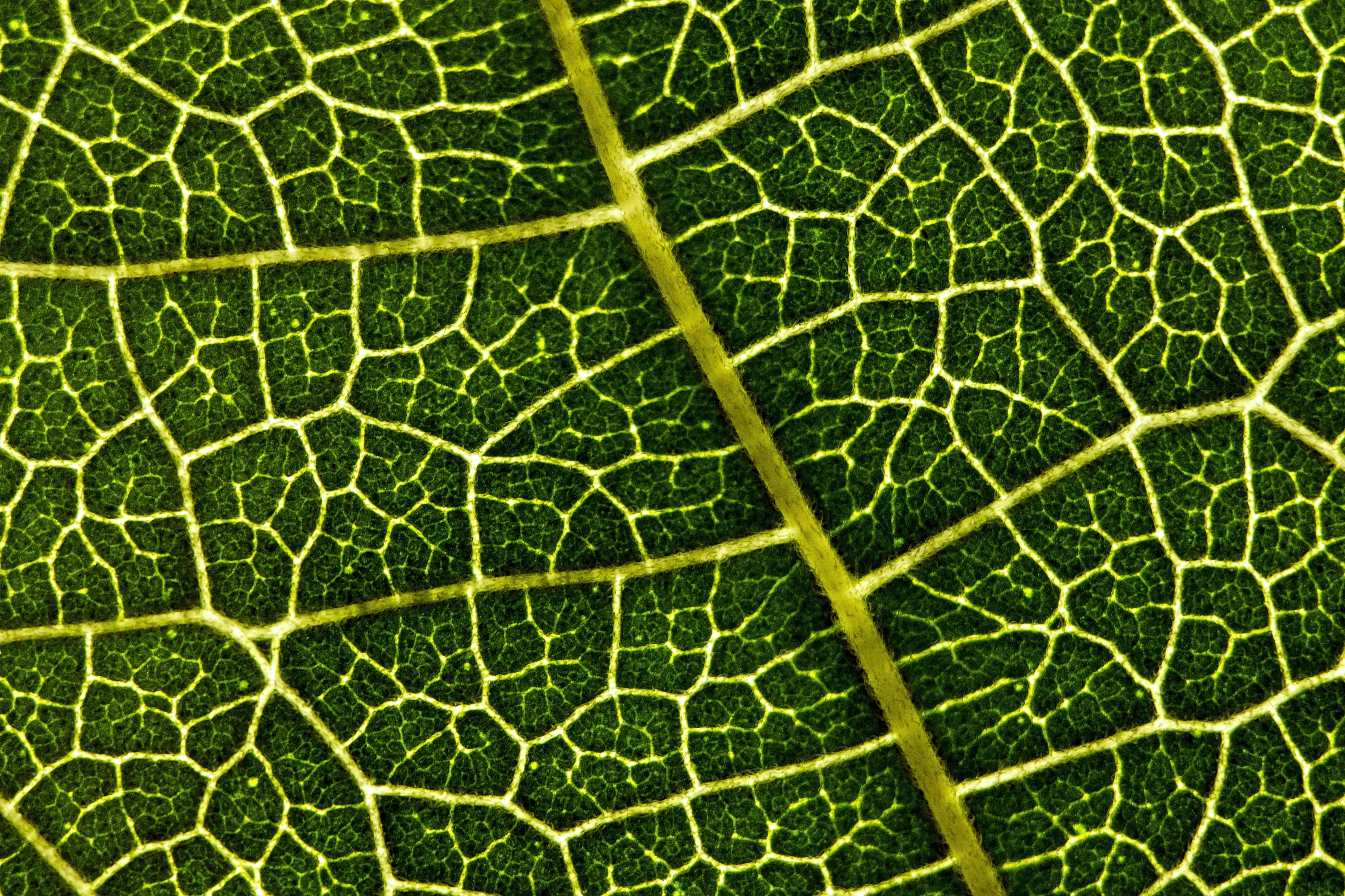 Close-up of Leaf Veins