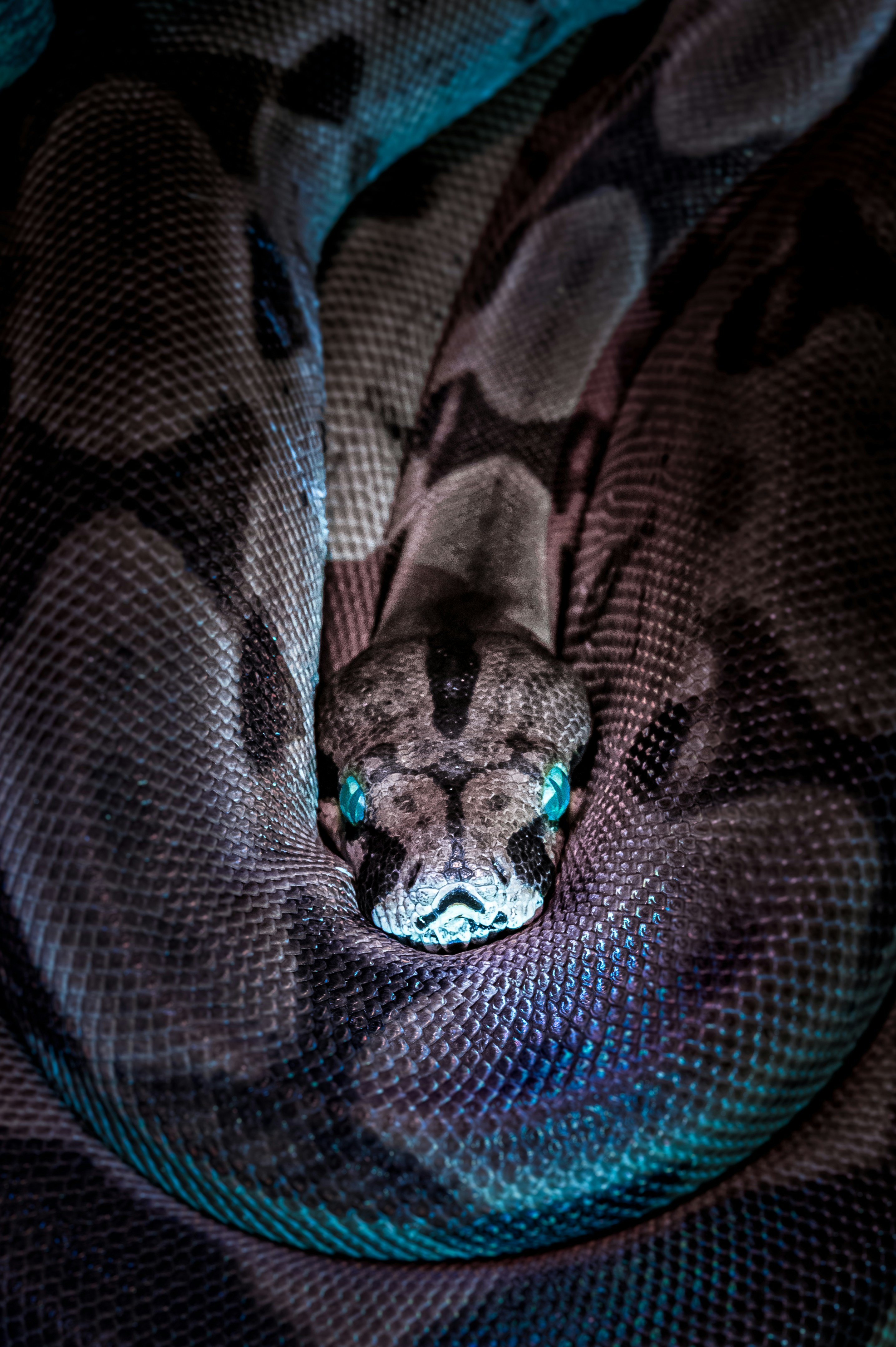 Coiled Python with Blue Eyes