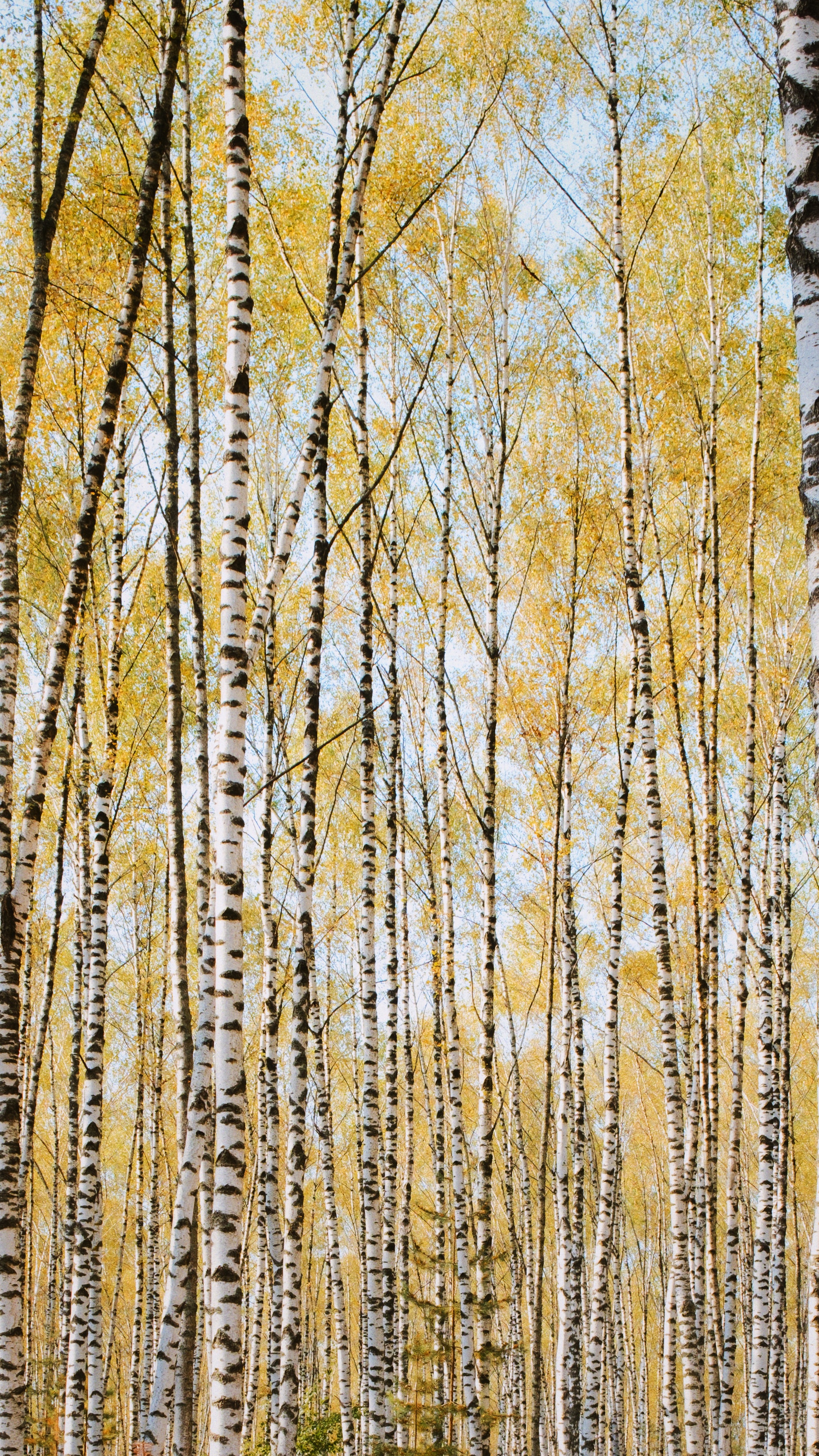Autumn Birch Forest