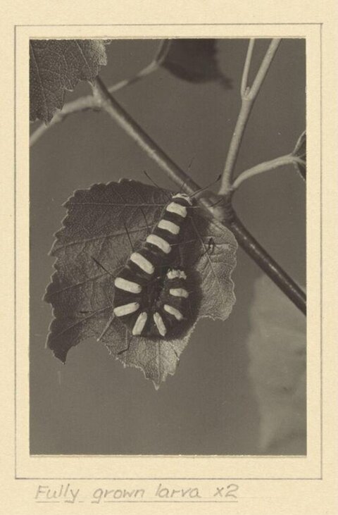 Fully Grown Striped Larva on Leaf