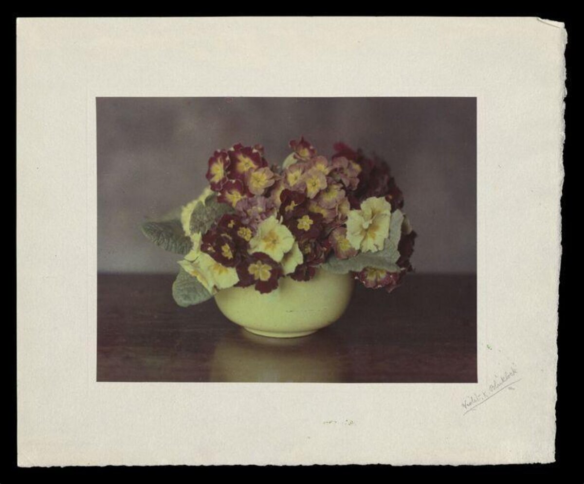 Still Life of Primroses in Bowl