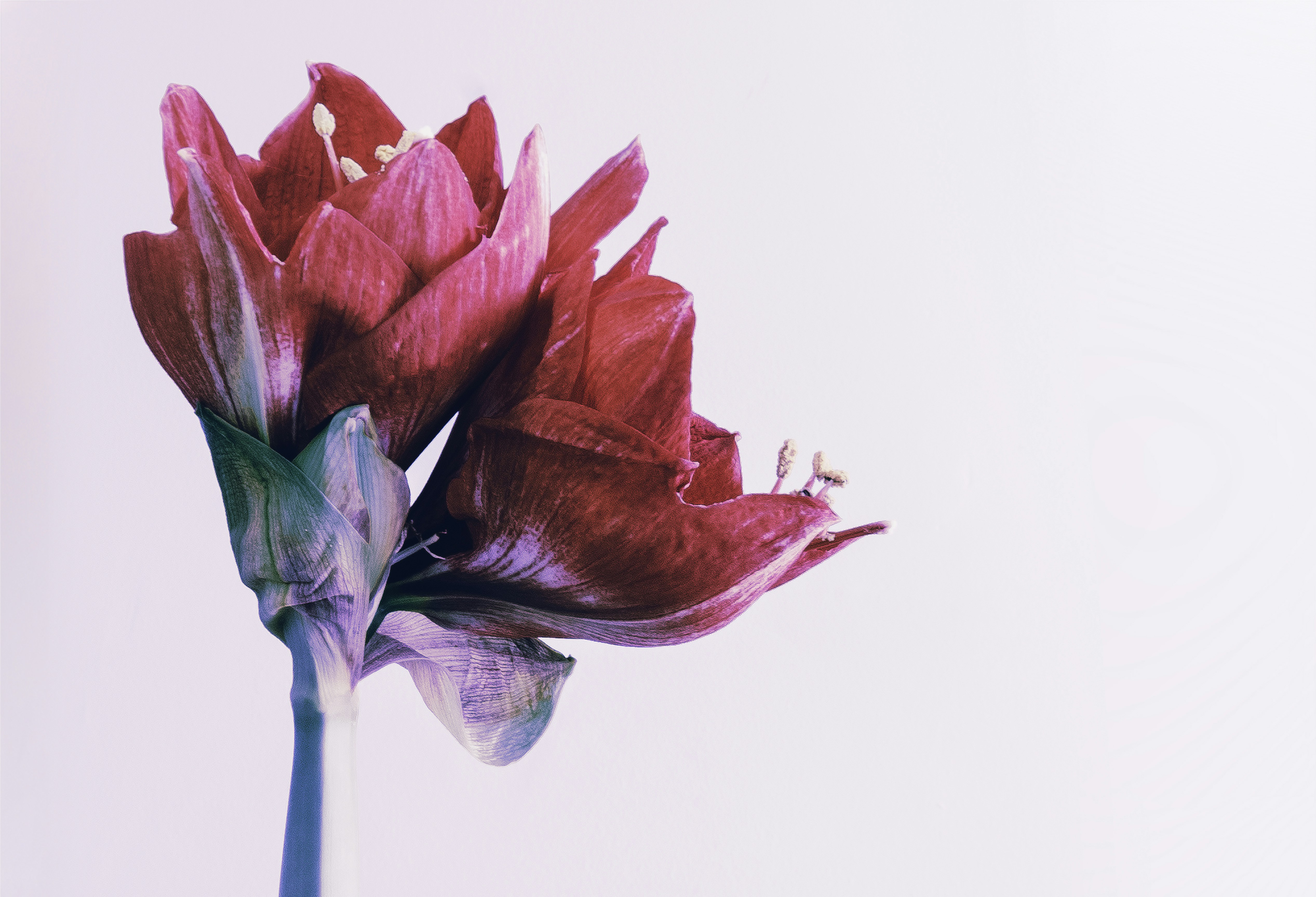 Red Amaryllis on Pale Background — Plant Encyclopedia