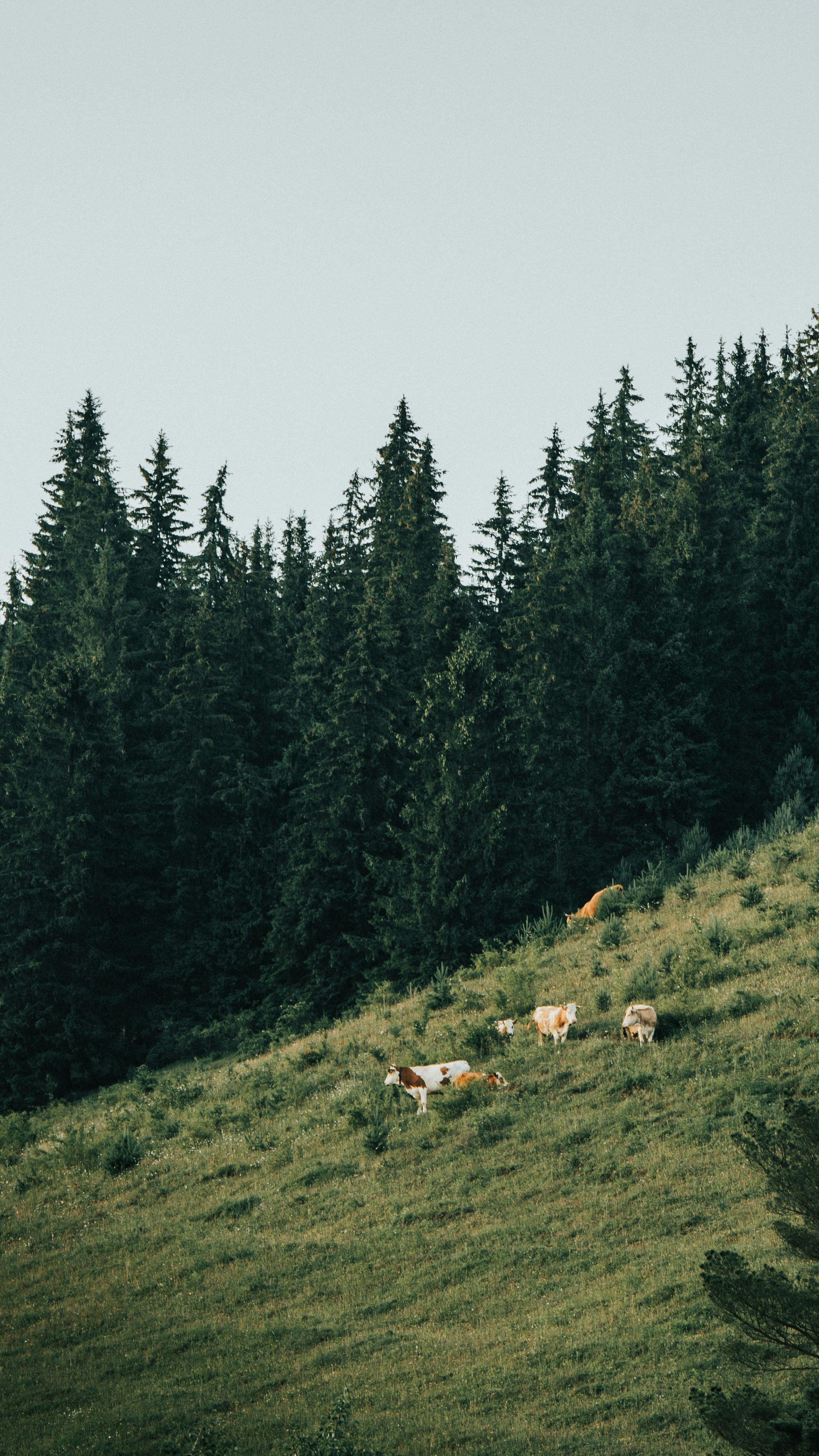 Wallpapers