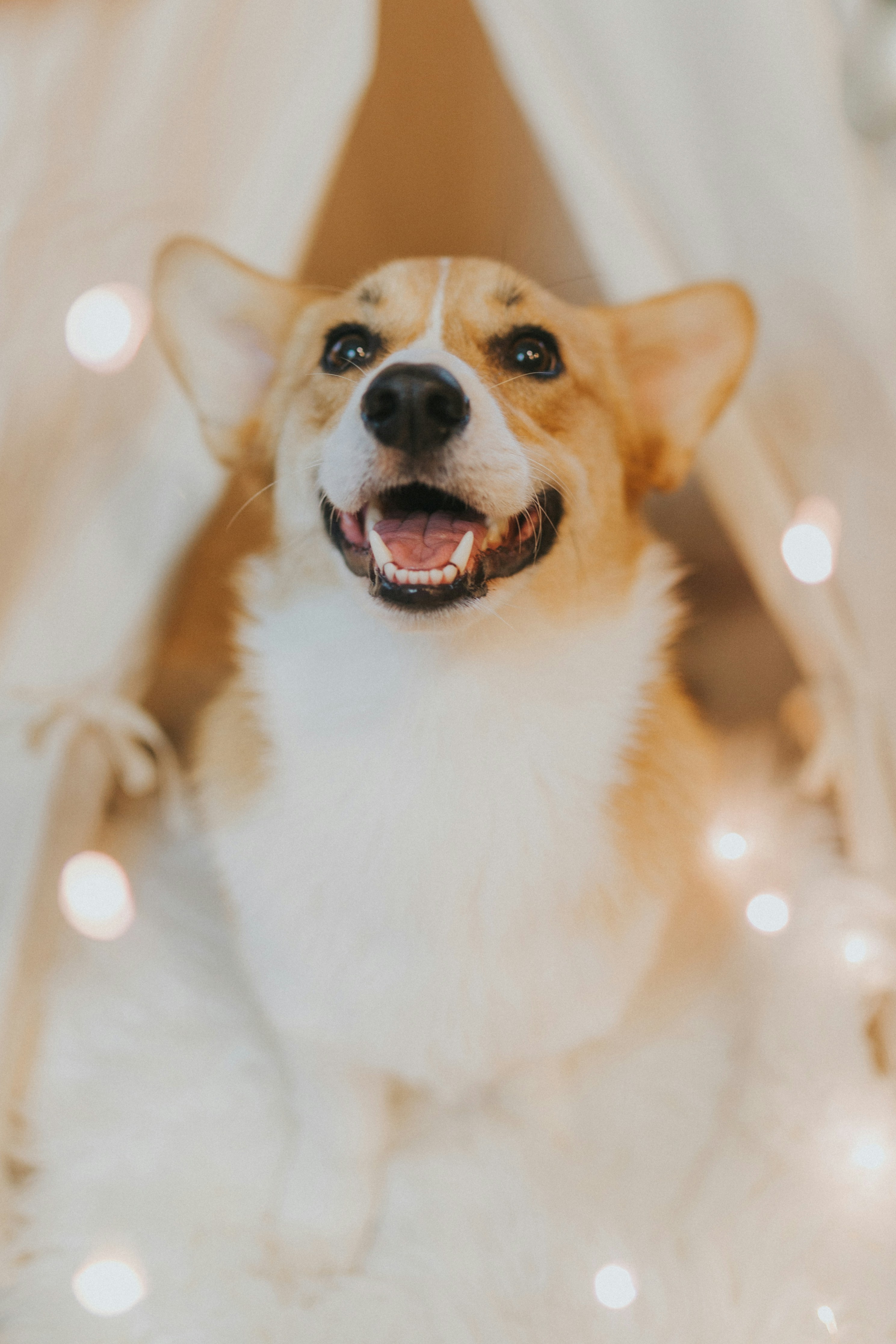 Happy Corgi with String Lights — Phone Backgrounds