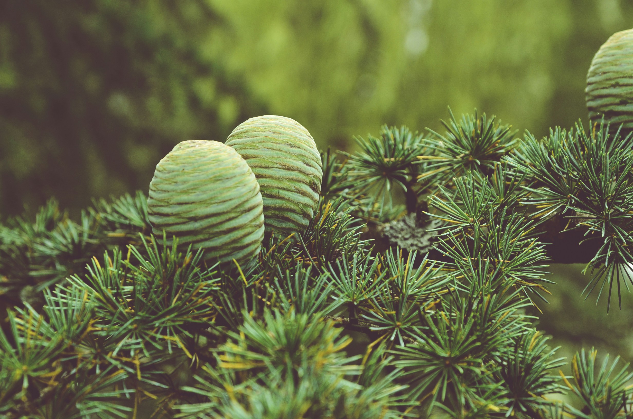 Green Cedar Cones on Branches