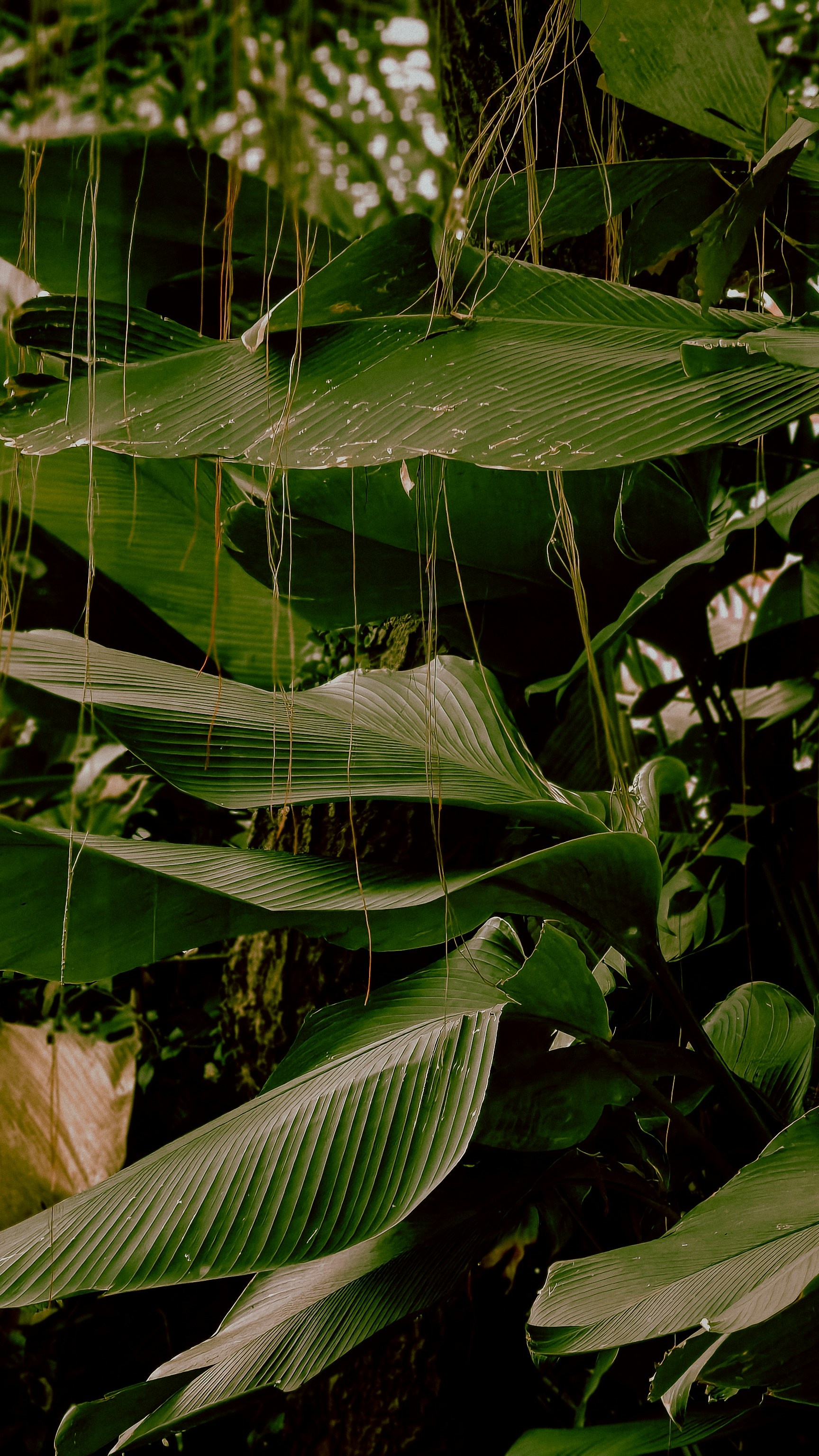 Wallpapers