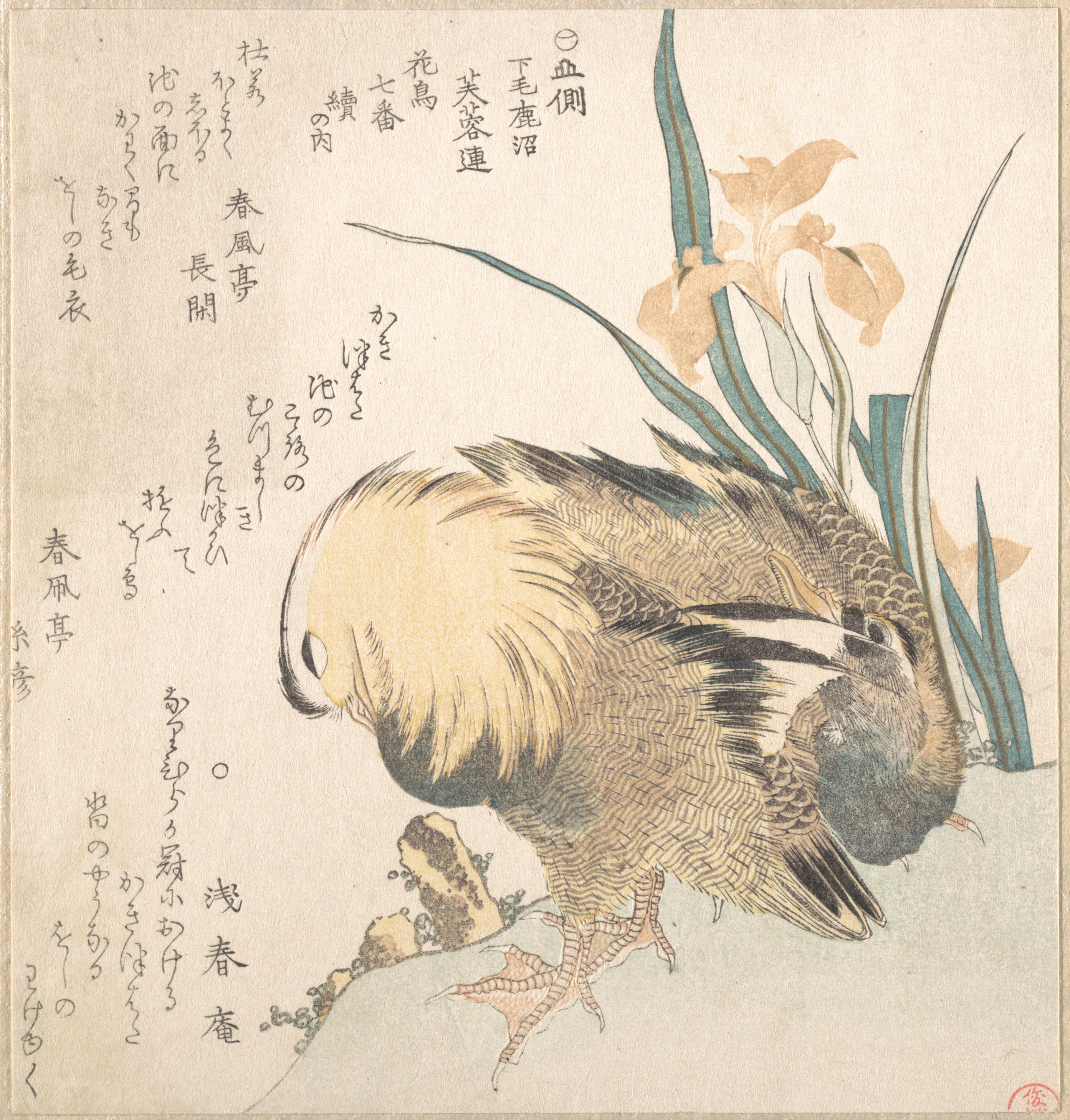 Two Ducks and Iris Japanese Print