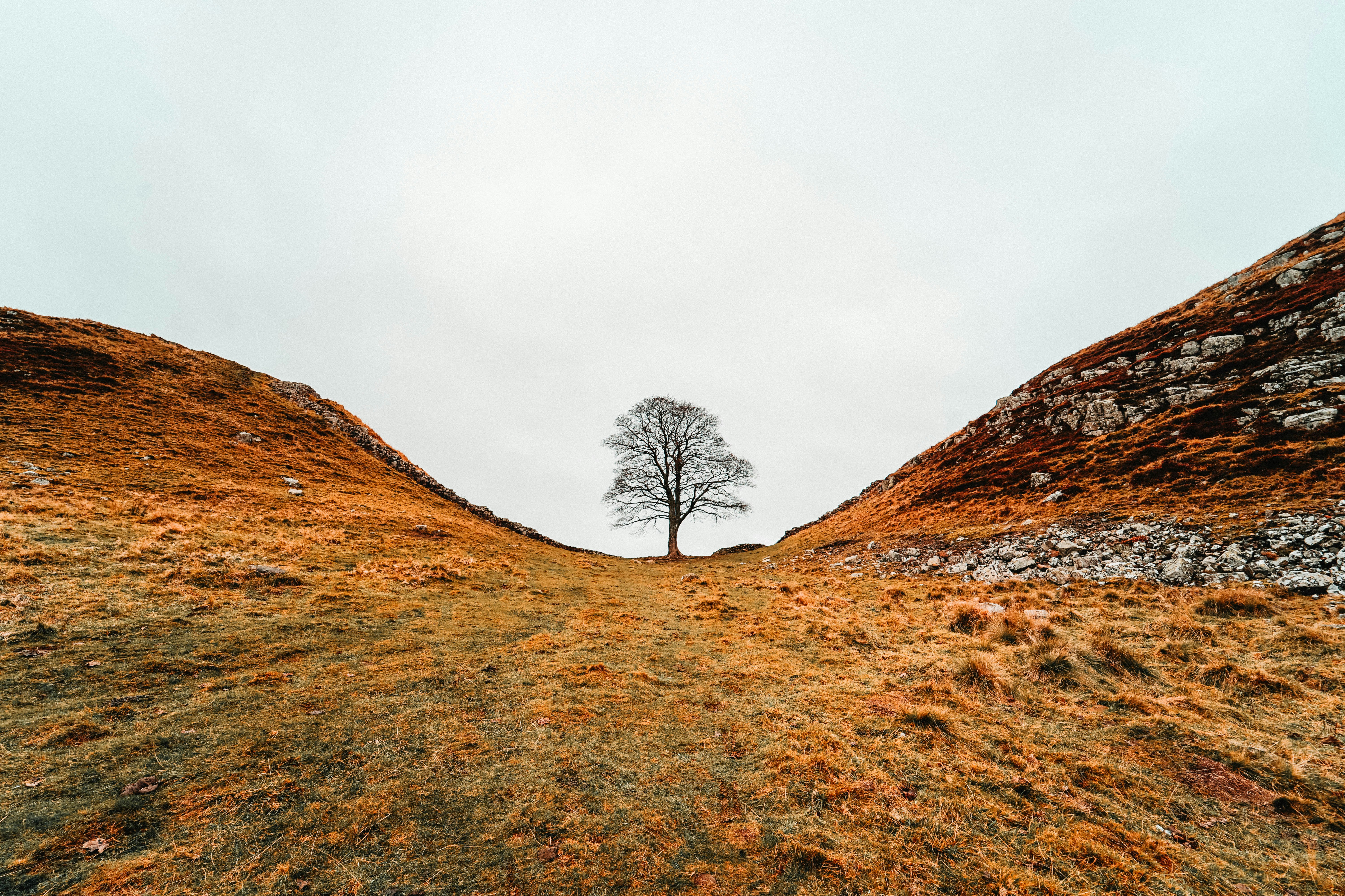 Lone Tree Between Grassy Hills