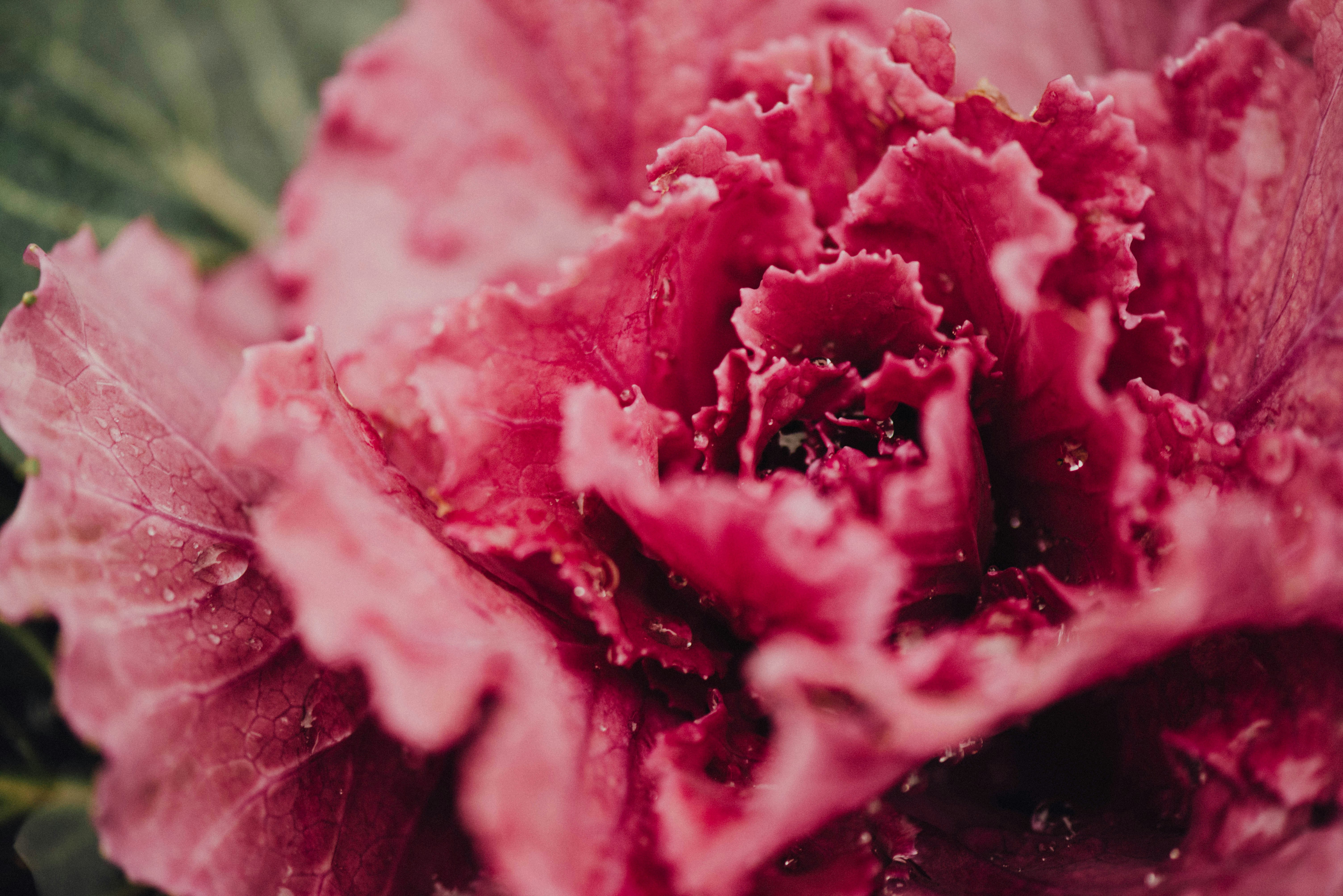 Close-up of Red Ornamental Kale