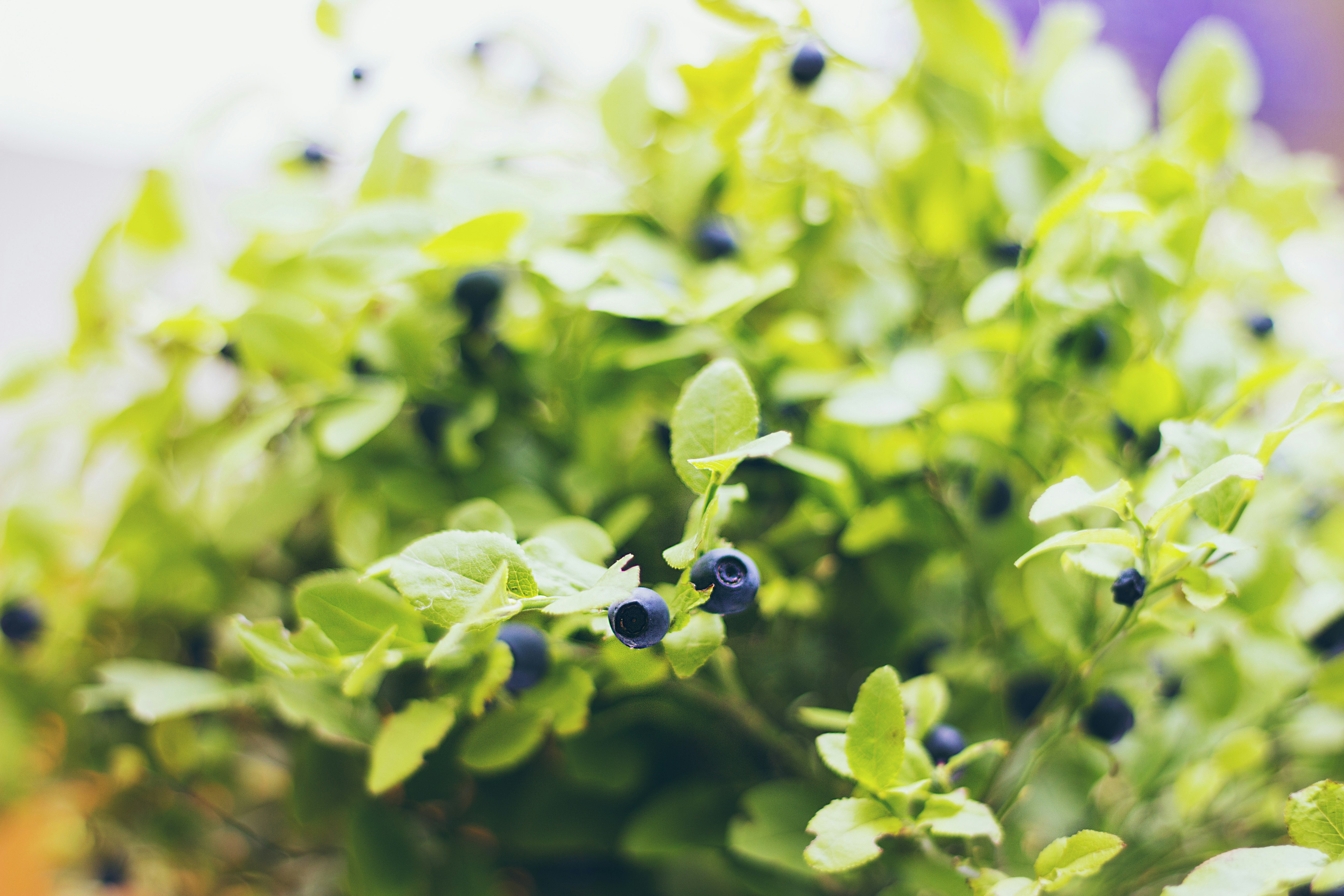 Blueberries Growing On A Bush