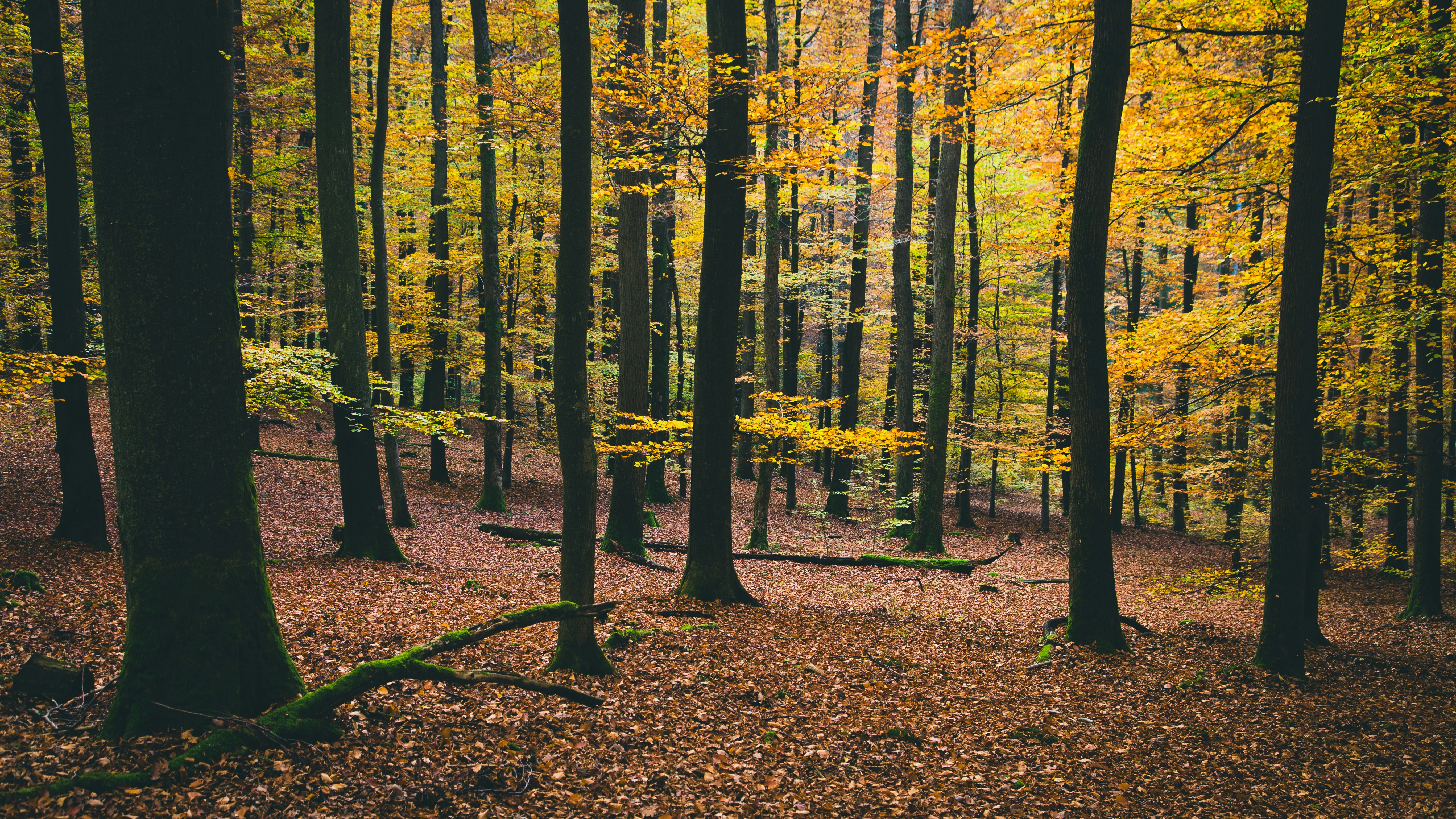 Dense Autumn Forest