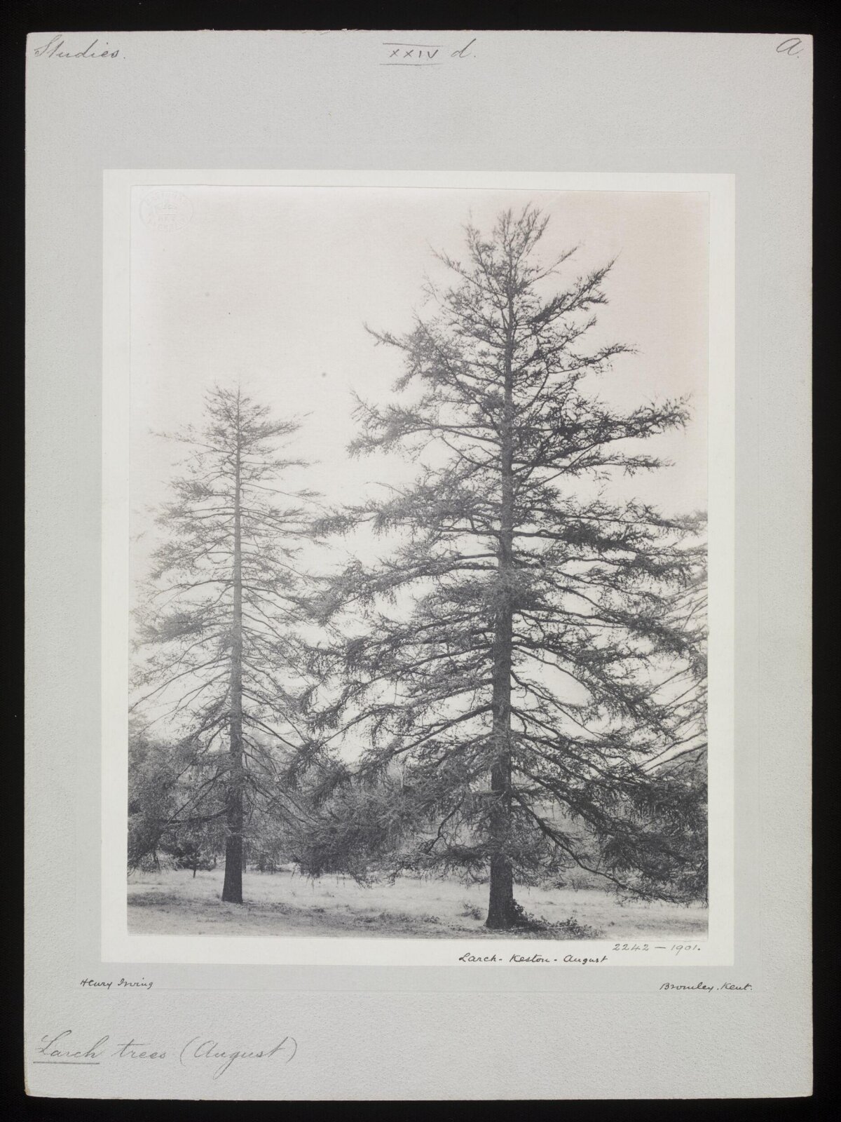 Vintage 1901 Photo of Two Larch Trees
