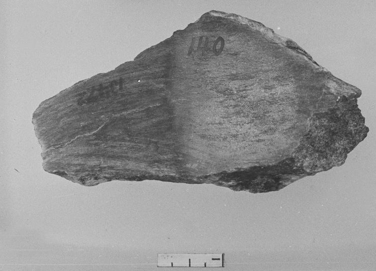 Labeled Fossil Rock Specimen