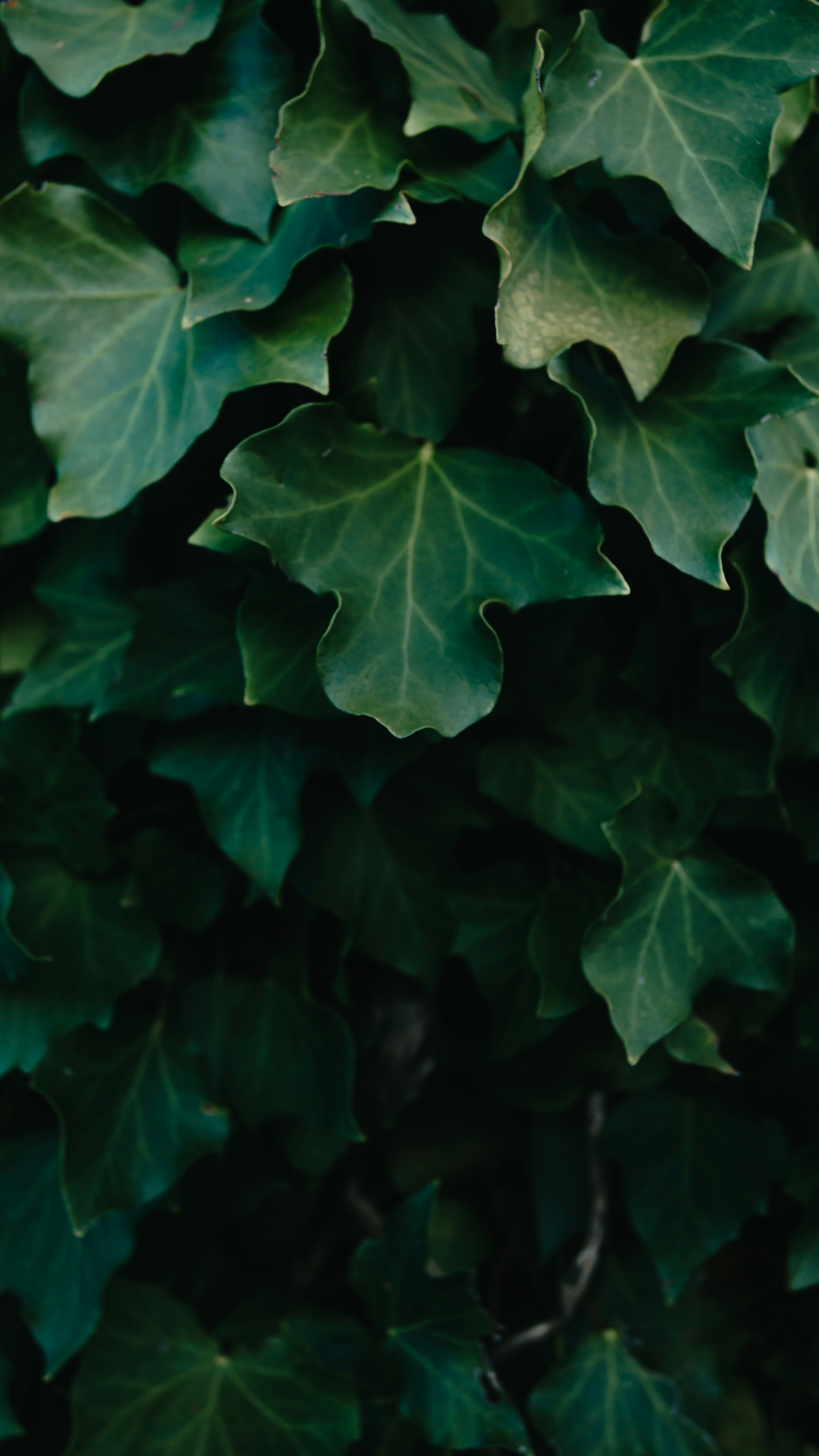Wallpapers