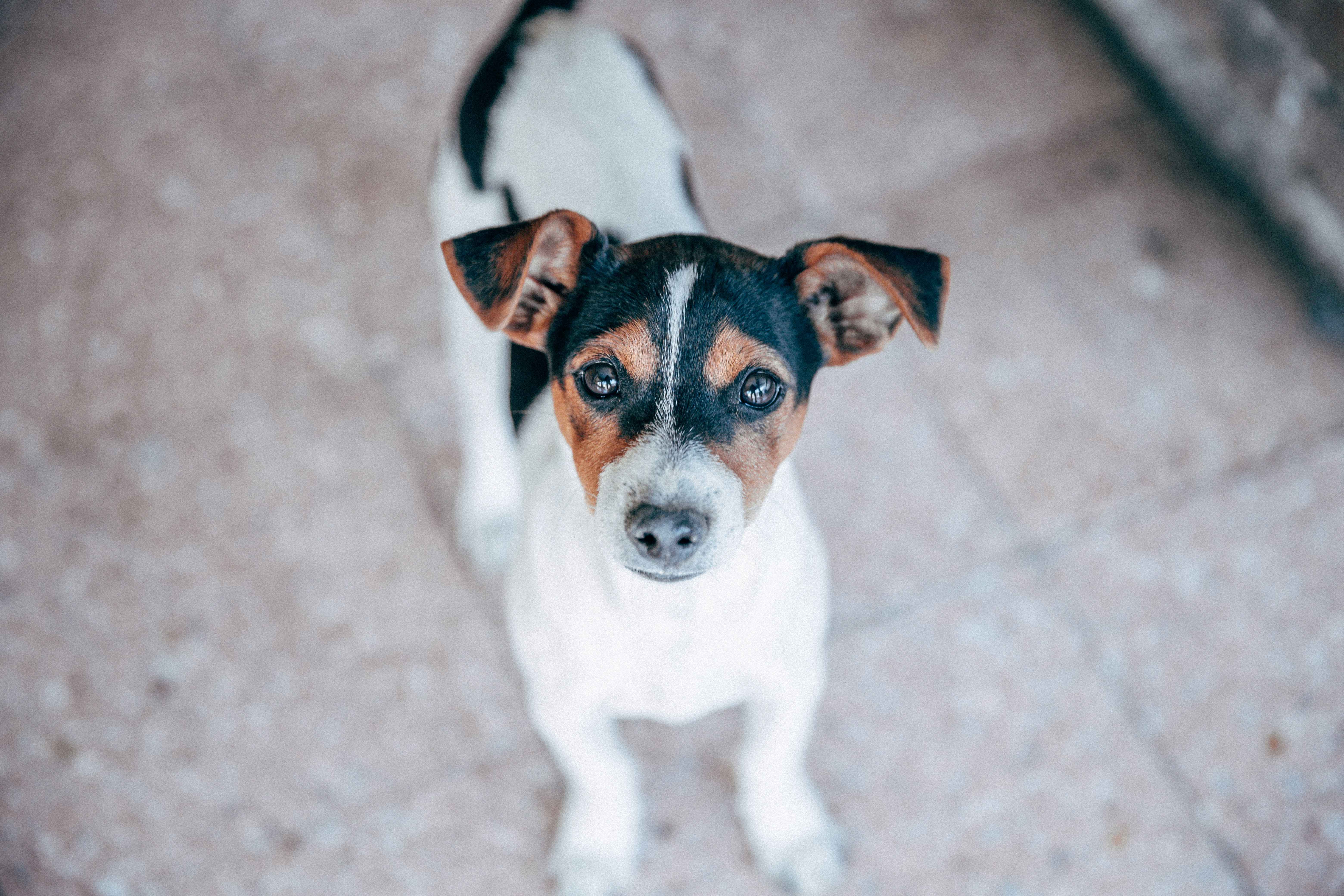 Jack Russell Terrier Looking Up